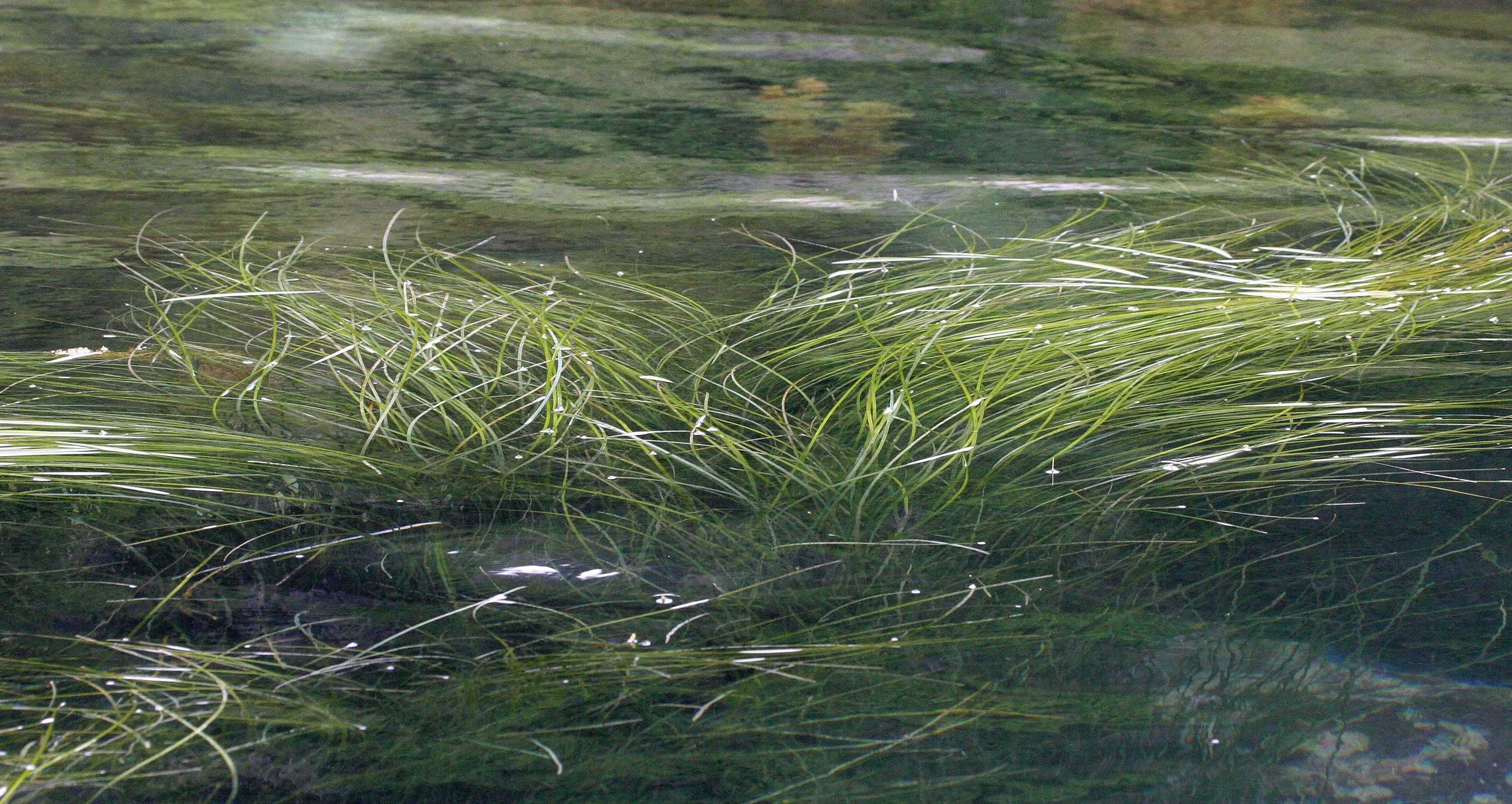 KURIL ISLANDS - FLORA  (59).jpg