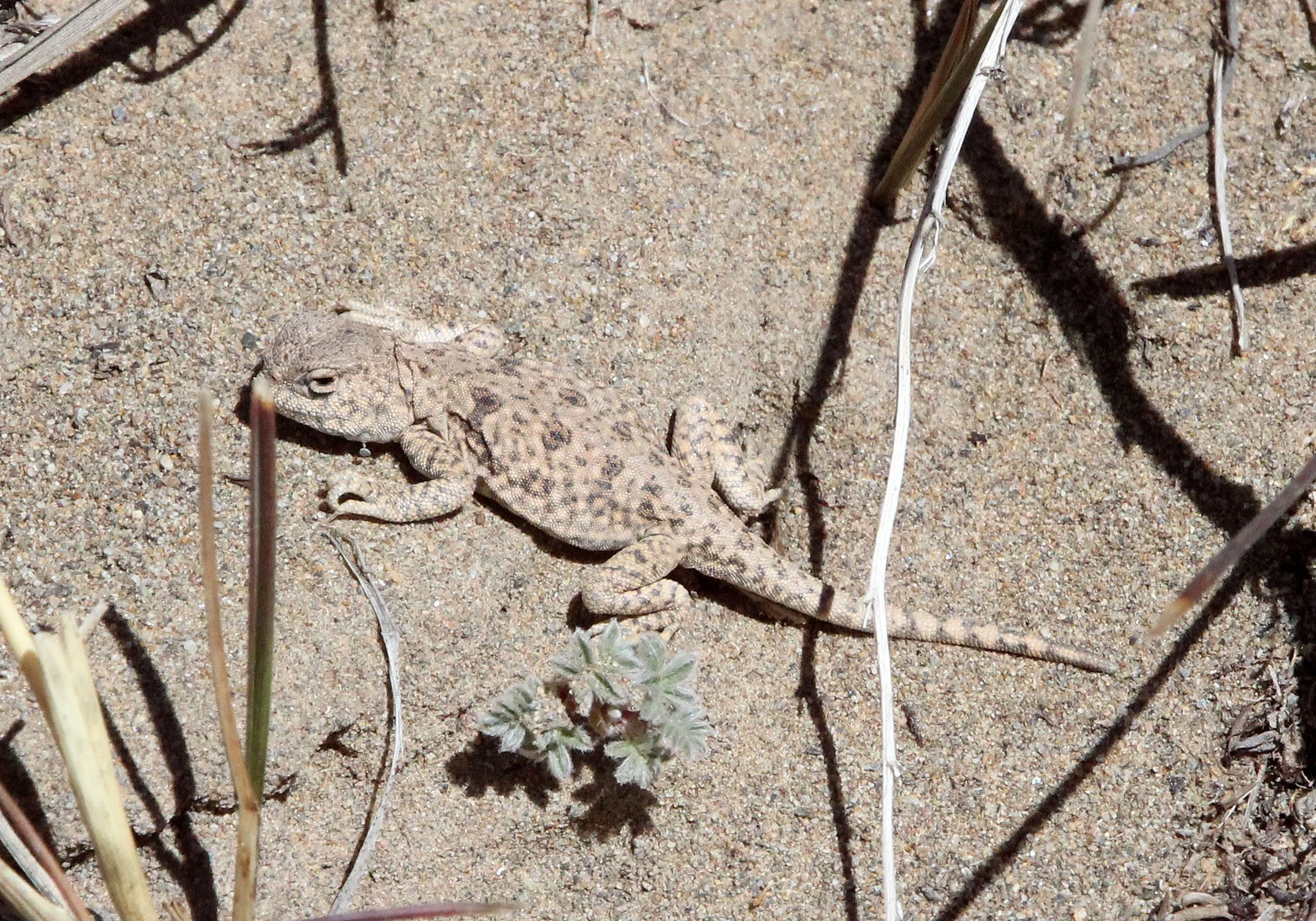 Phrynocephalus vlangalii - TOAD-HEADED LIZARD - Phrynocephalus vlangalii - KU HAI LAKE QINGHAI CHINA (29).JPG