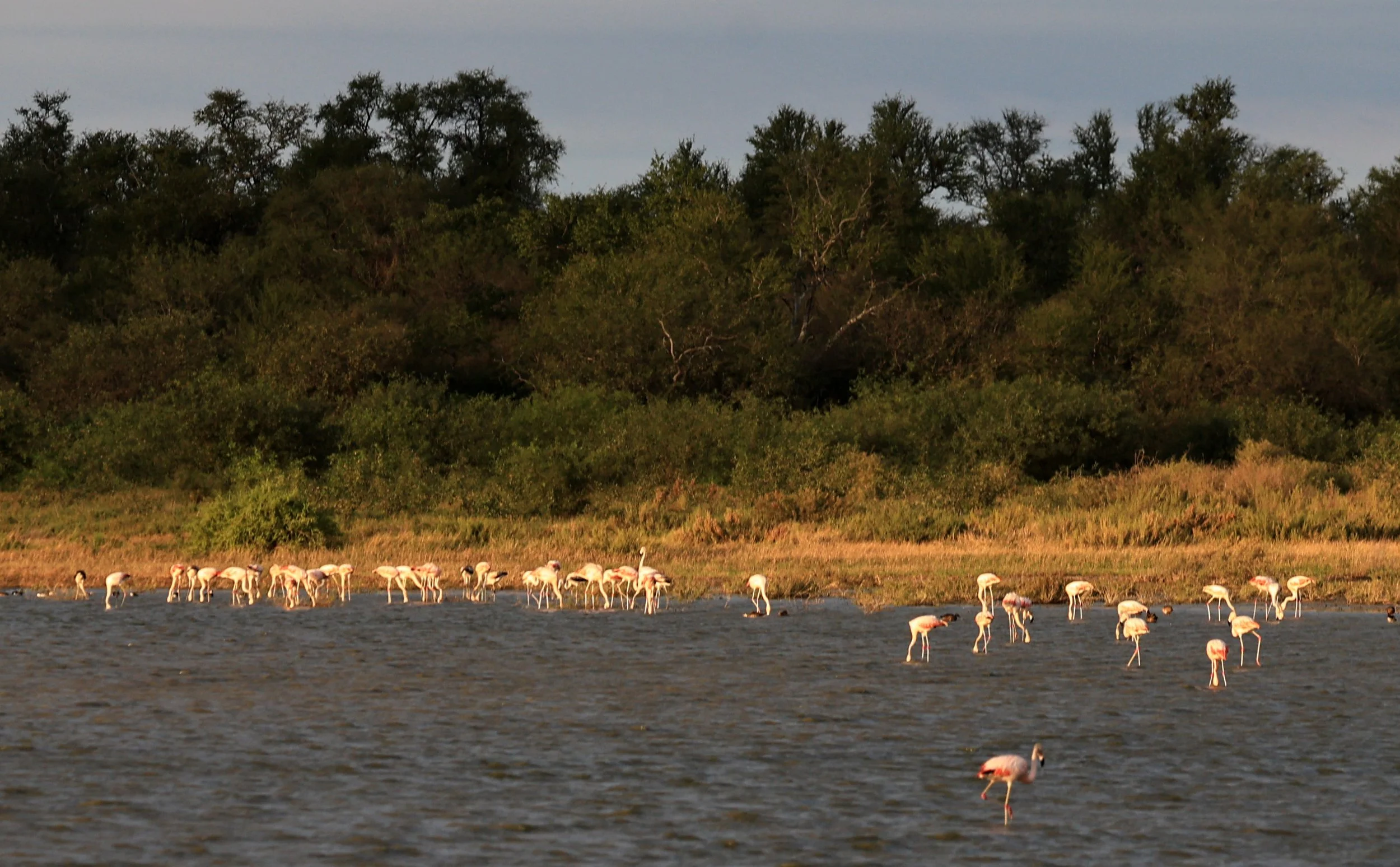 Chilean Flamingo (Phoenicopterus chilensis) Chaco Lodge & Laguna Salada Paraguay (71).jpg