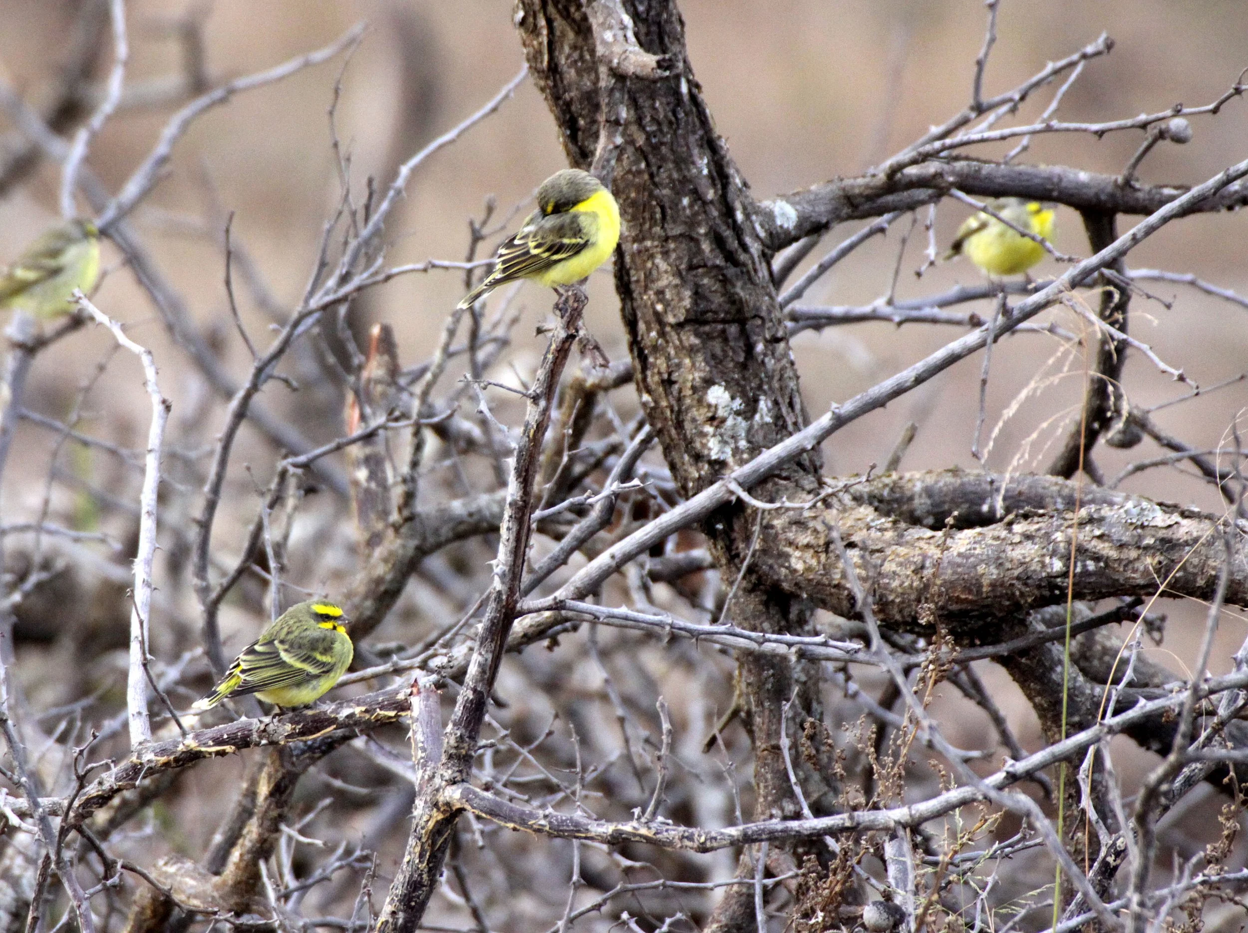 Yellow-fronted Canary (Crithagra mozambica) Saint Lucia Wetlands Reserve, South Africa.JPG