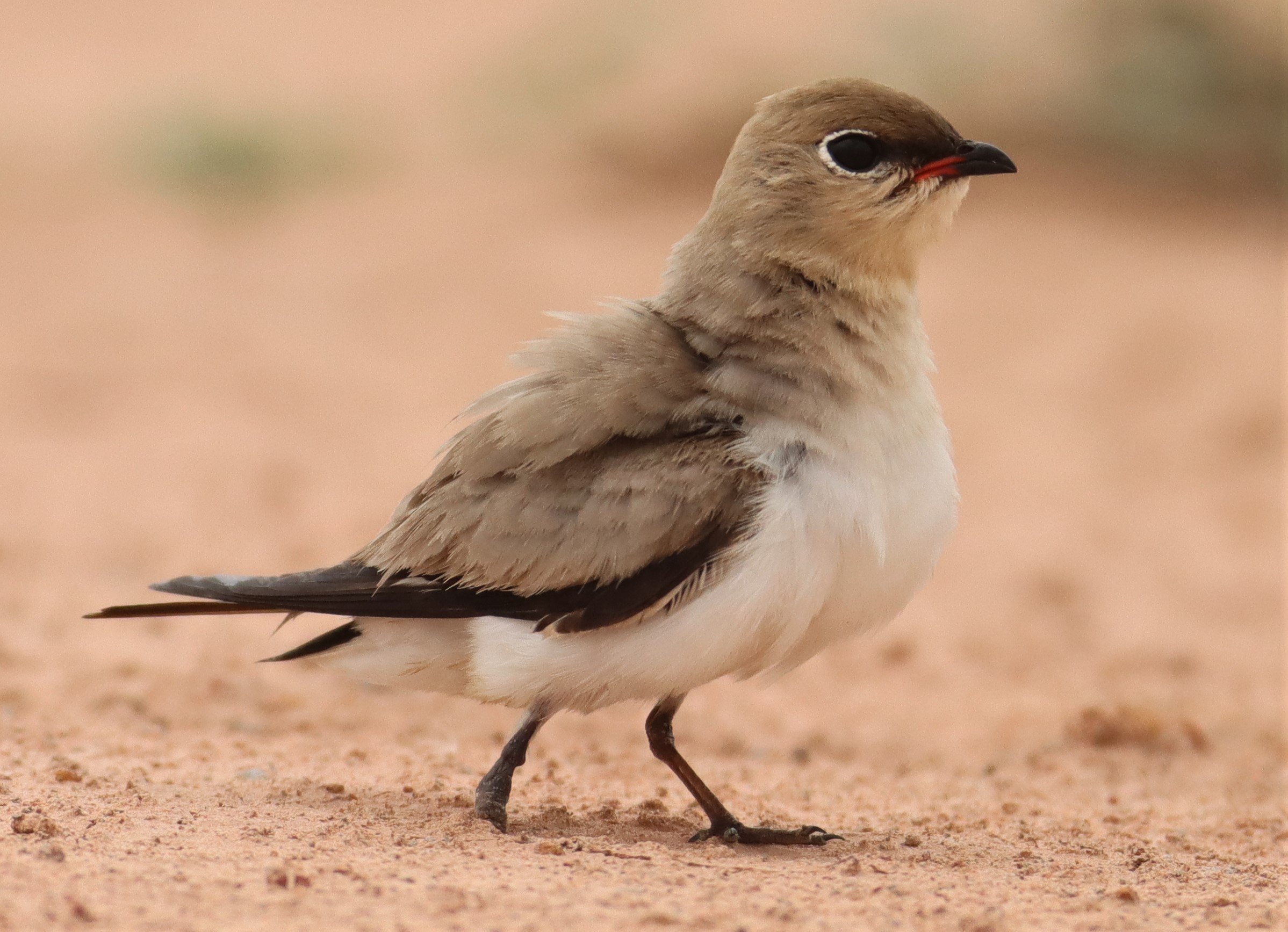 PRATINCOLE - SMALL PRATINCOLE - Glareola lactea - KABIN BURI WETLANDS 15KM OUT ON 304 (93).jpg