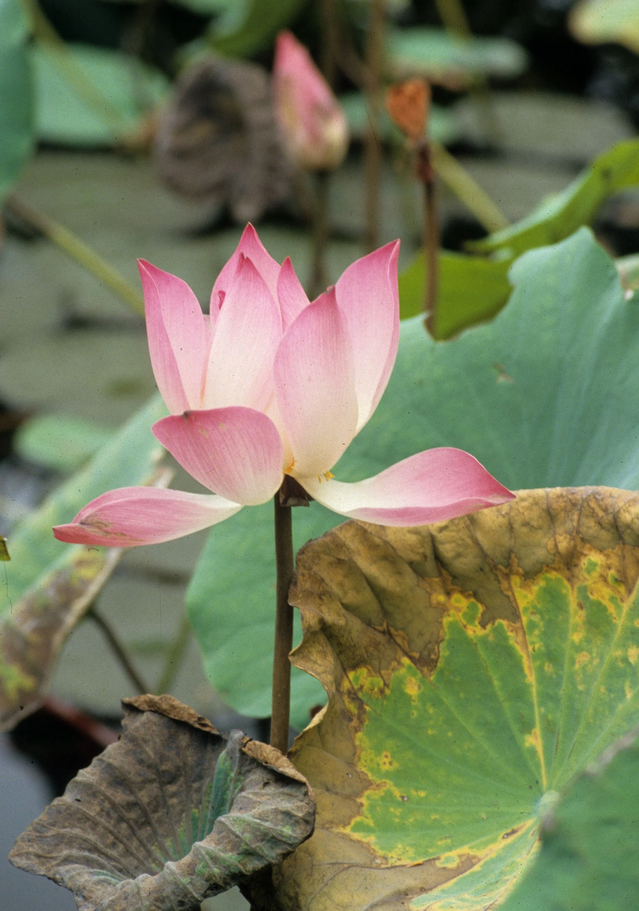 HUE - LOTUS AT IMPERIAL PALACE.jpg