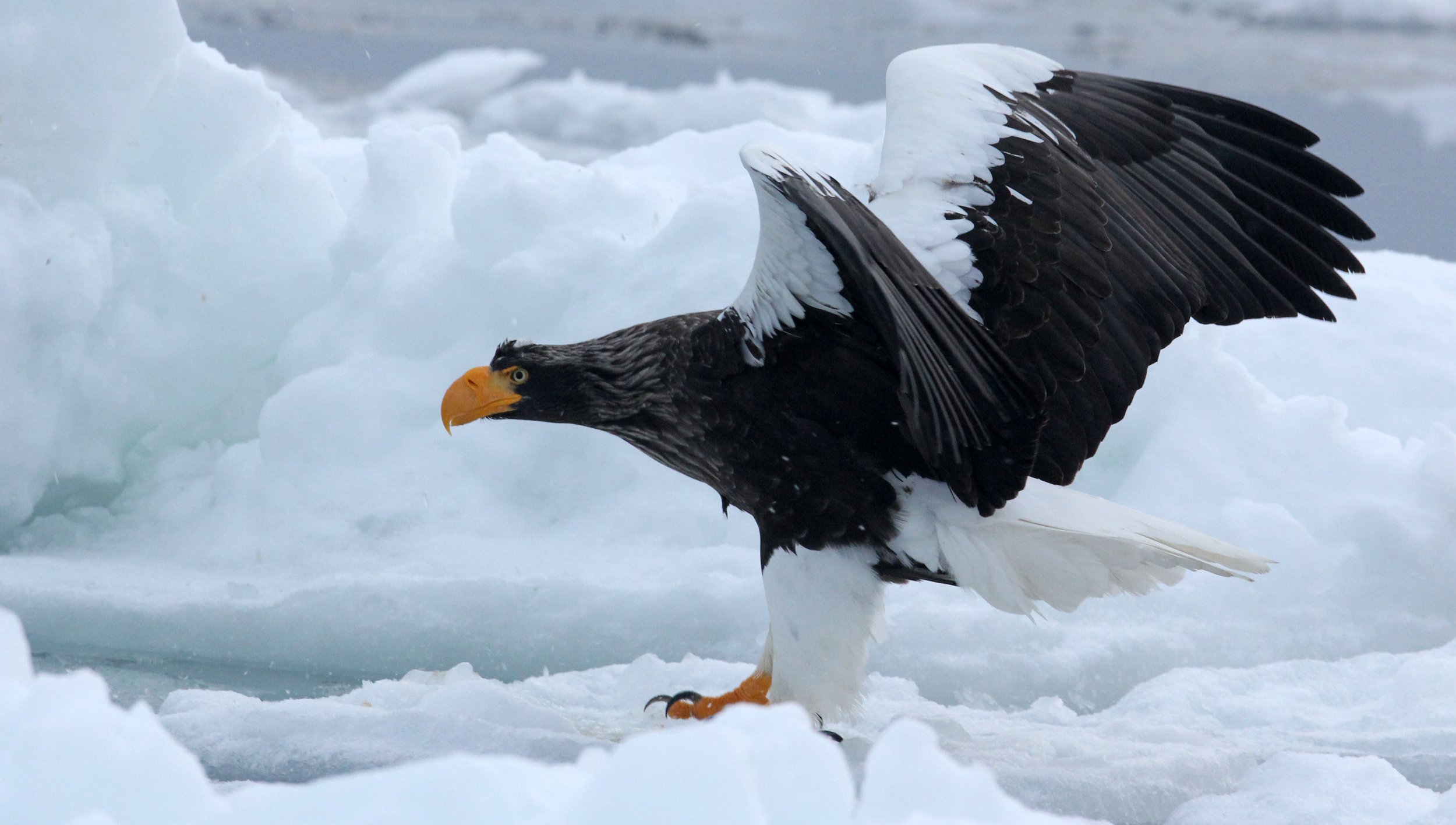 Haliaeetus pelagicus - STELLER'S SEA EAGLE - RAUSU, SHIRETOKO PENINSULA, HOKKAIDO JAPAN (314).JPG