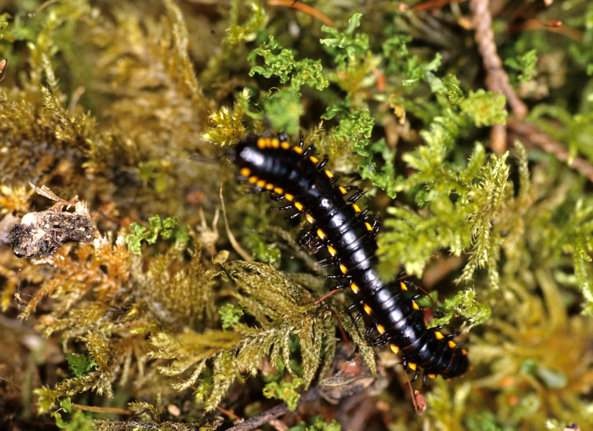 INVERTS - DIPLOPODA - MILLIPEDE - CRESCENT LAKE RAIN FOREST.jpg