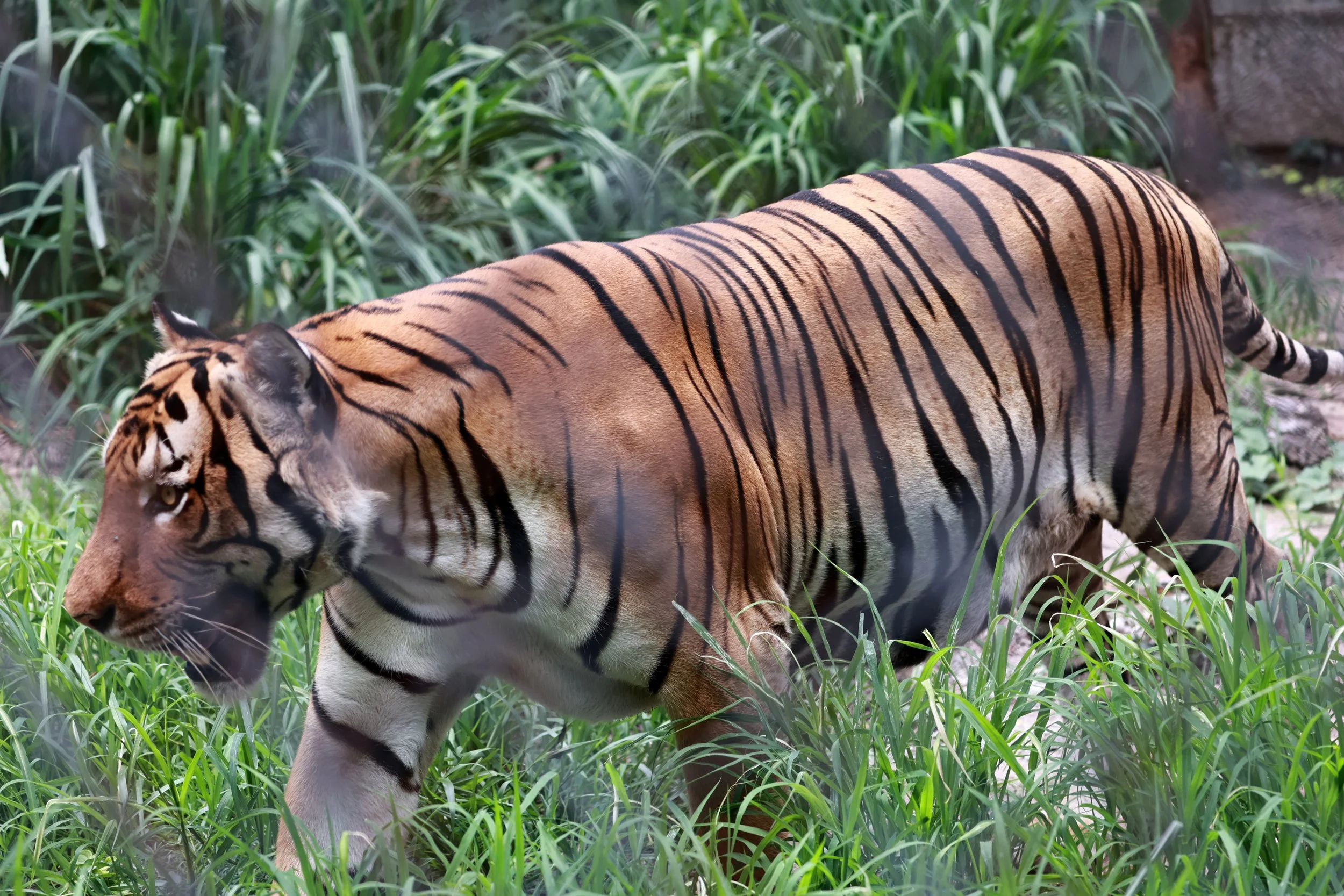 Captive breeding centers like the Huai Kha Khaeng Wildlife Breeding Station have helped with tiger recovery.  The recovery of tigers in this region is attributed to several key initiatives such as SMART Patrol System: Intensified, technology-driven p