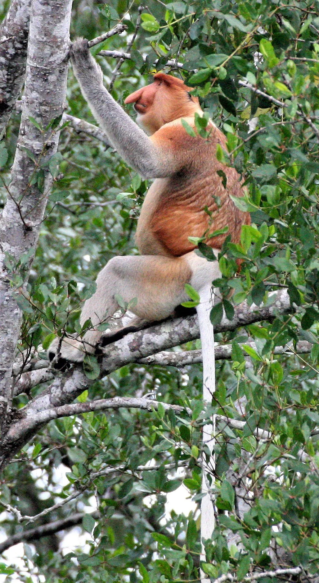 CERCOPITHECIDAE - Nasalis larvatus - PROBOSCIS MONKEY - KINABATANGAN RIVER BORNEO  aa4.jpg