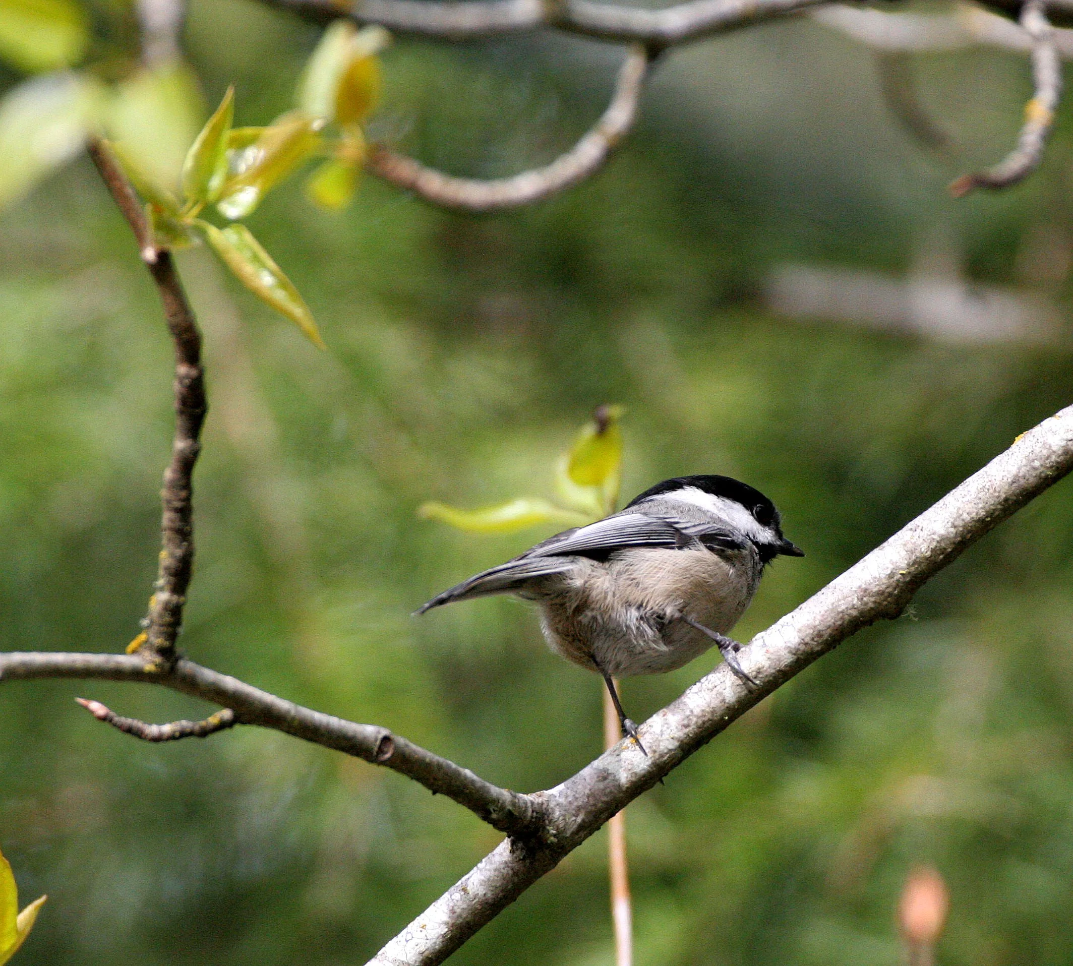Black-capped chickadee (Poecile atricapillus) Dungeness River NWR, Olympic Peninsula Washington (10).JPG