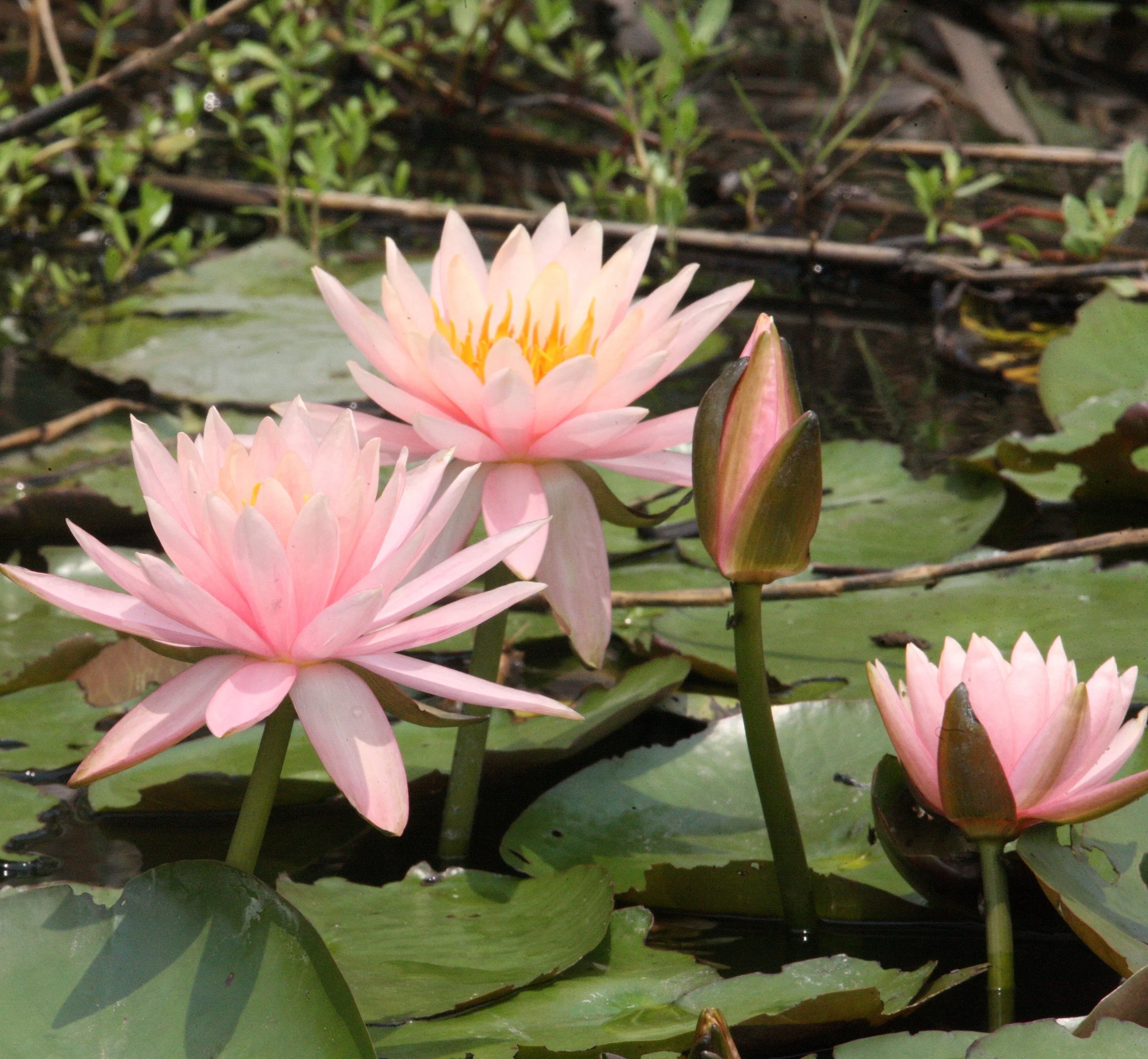 MAI PO WETLANDS HONG KONG (8).JPG