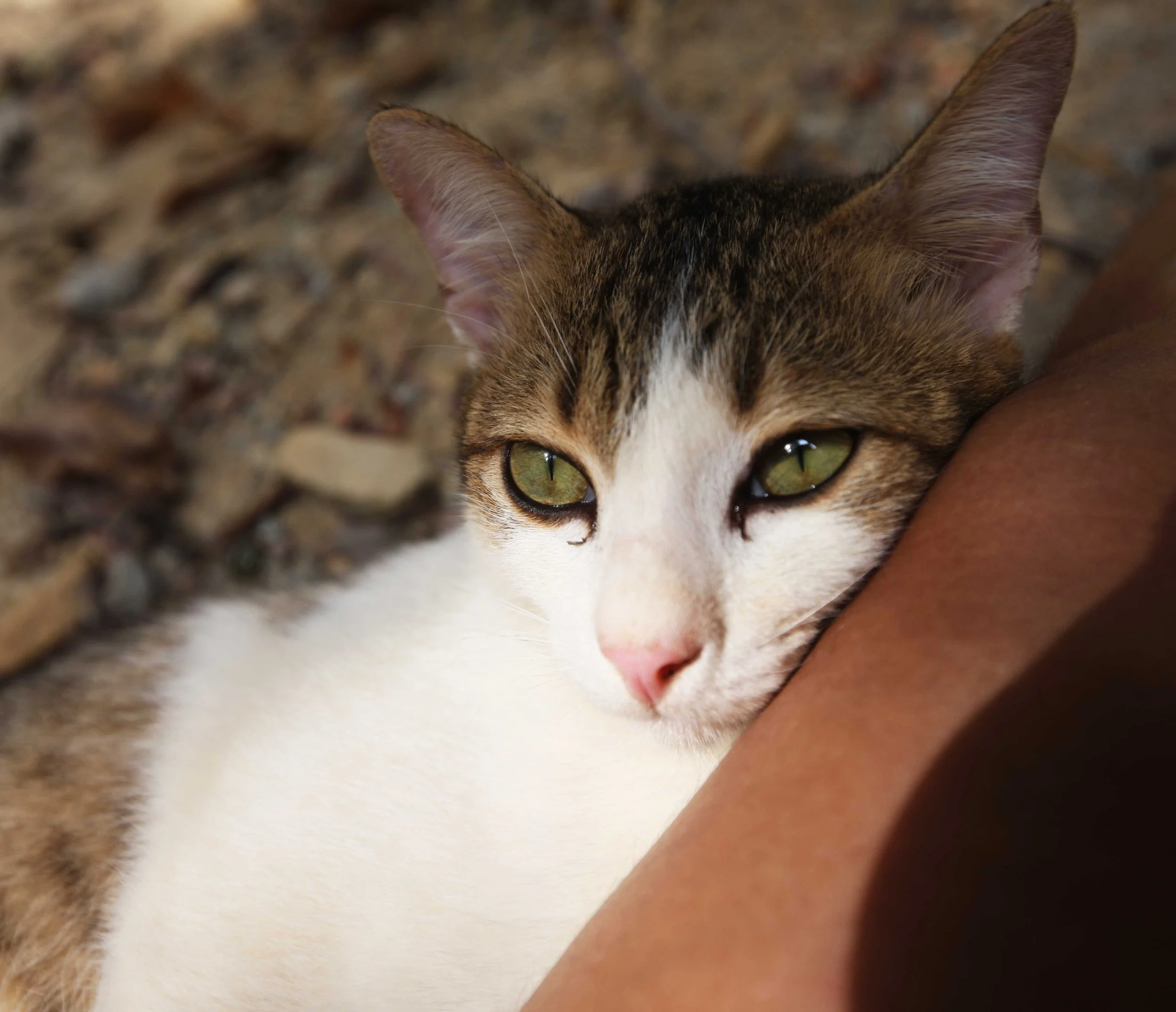 2015 Koh Lanta Songkran with friends from ISB (58).JPG
