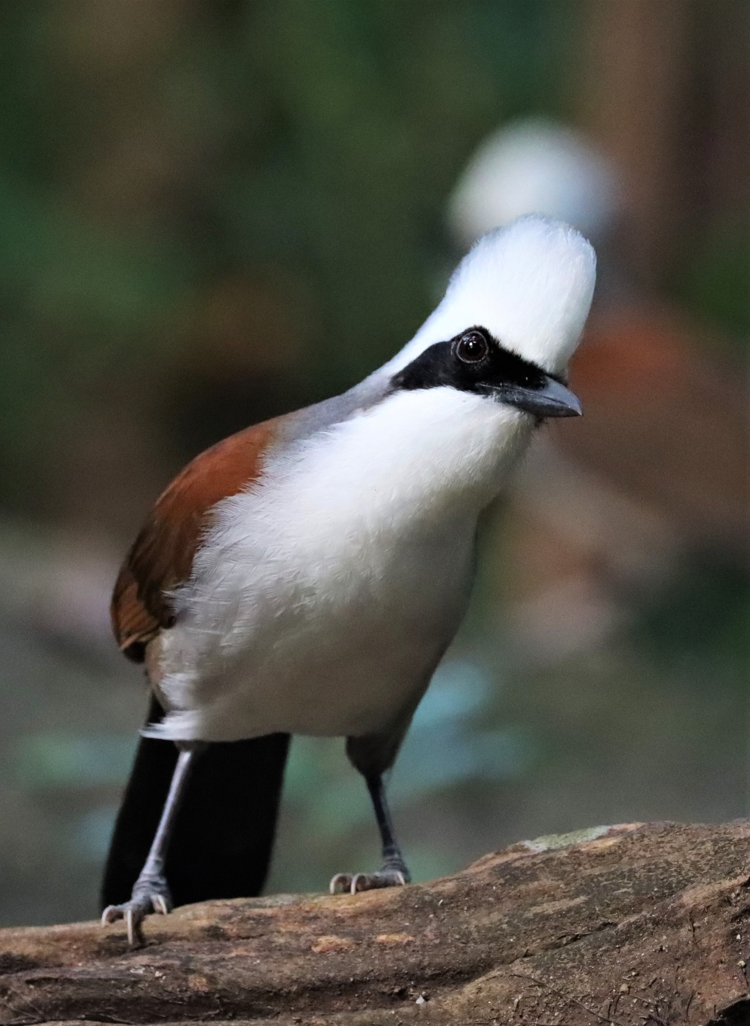 LAUGHINGTHRUSH - WHITE-CRESTED LAUGHINGTHRUSH - Garrulax leucolophus - WAT THAM PRATHUN CHONBURI (11).jpg