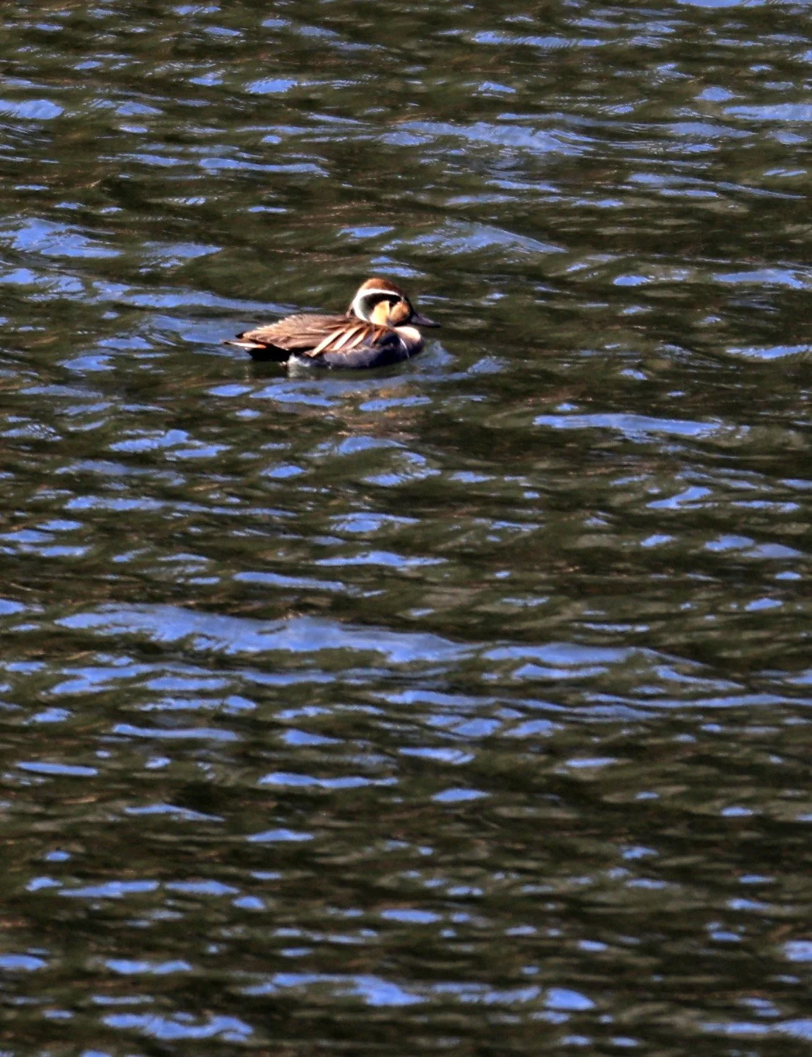Baikal teal (Sibirionetta formosa) Takagawa Dam Lake, Kagoshima Japan (64).jpg