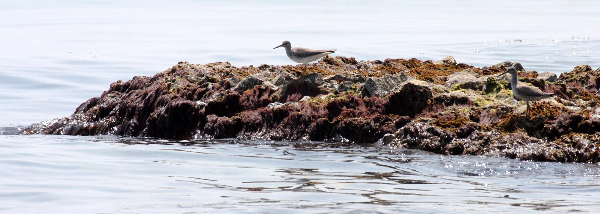 BIRD - SANDPIPER - TEREK'S SANDPIPER - MUTSU HARBOR JAPAN.JPG