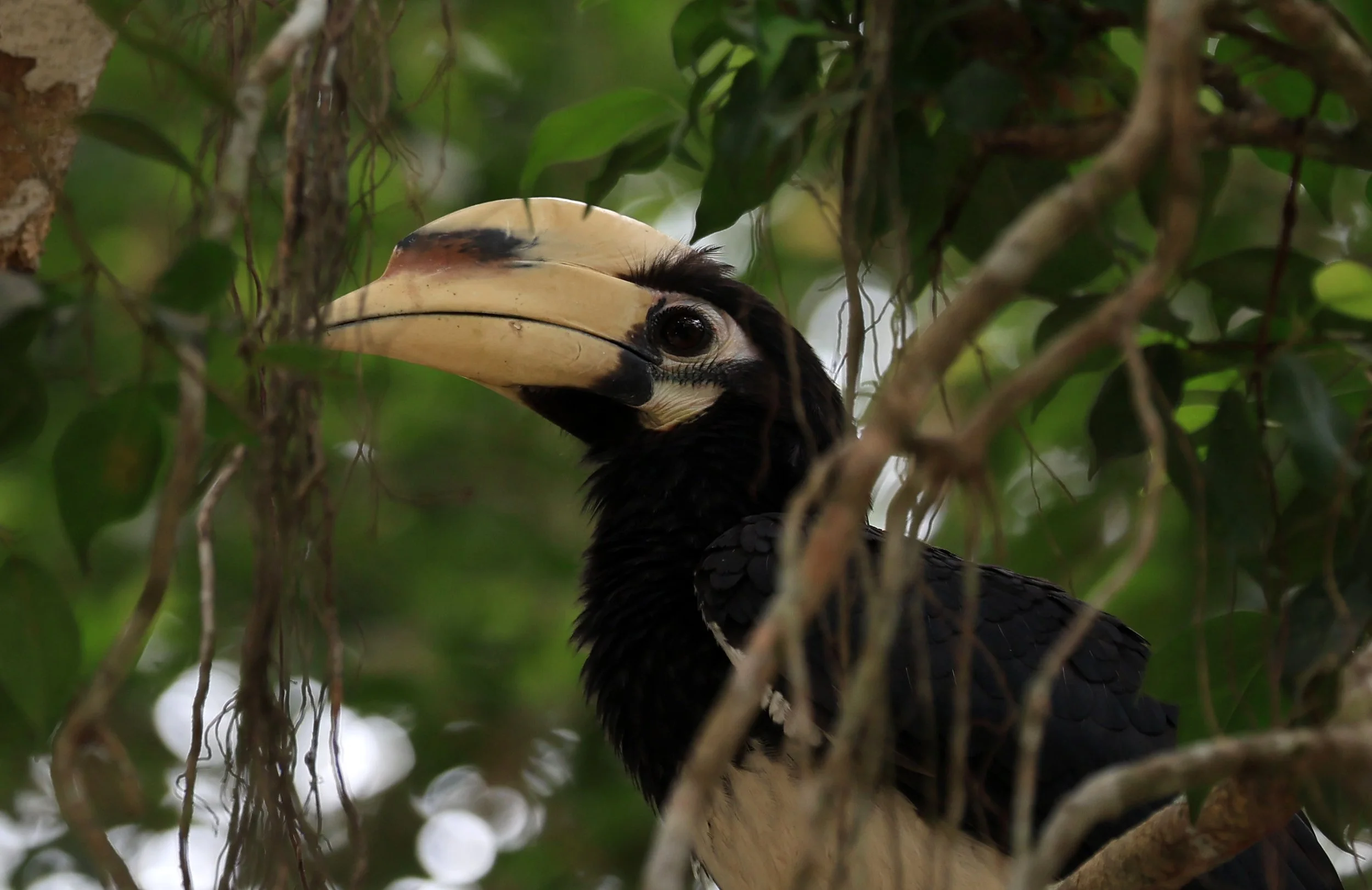 Oriental Pied Hornbill Anthracoceros albirostris) Kaeng Krachan National Park ESS Expedition 2026