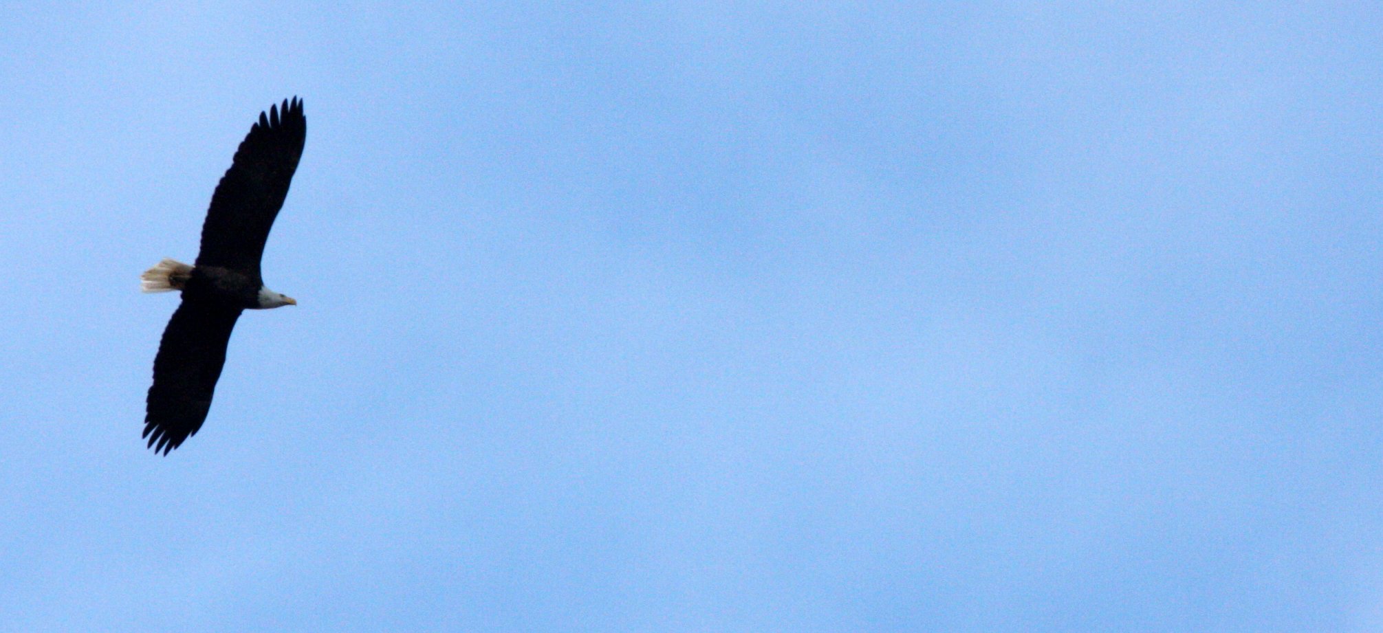 BIRD - EAGLE - BALD EAGLE - JAMESTOWN WA (3).JPG