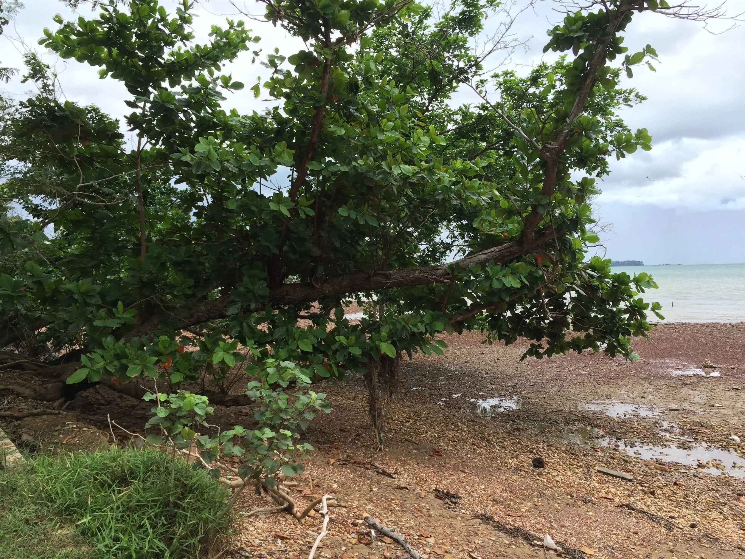 2015 Koh Lanta Garden & Nature (200).JPG