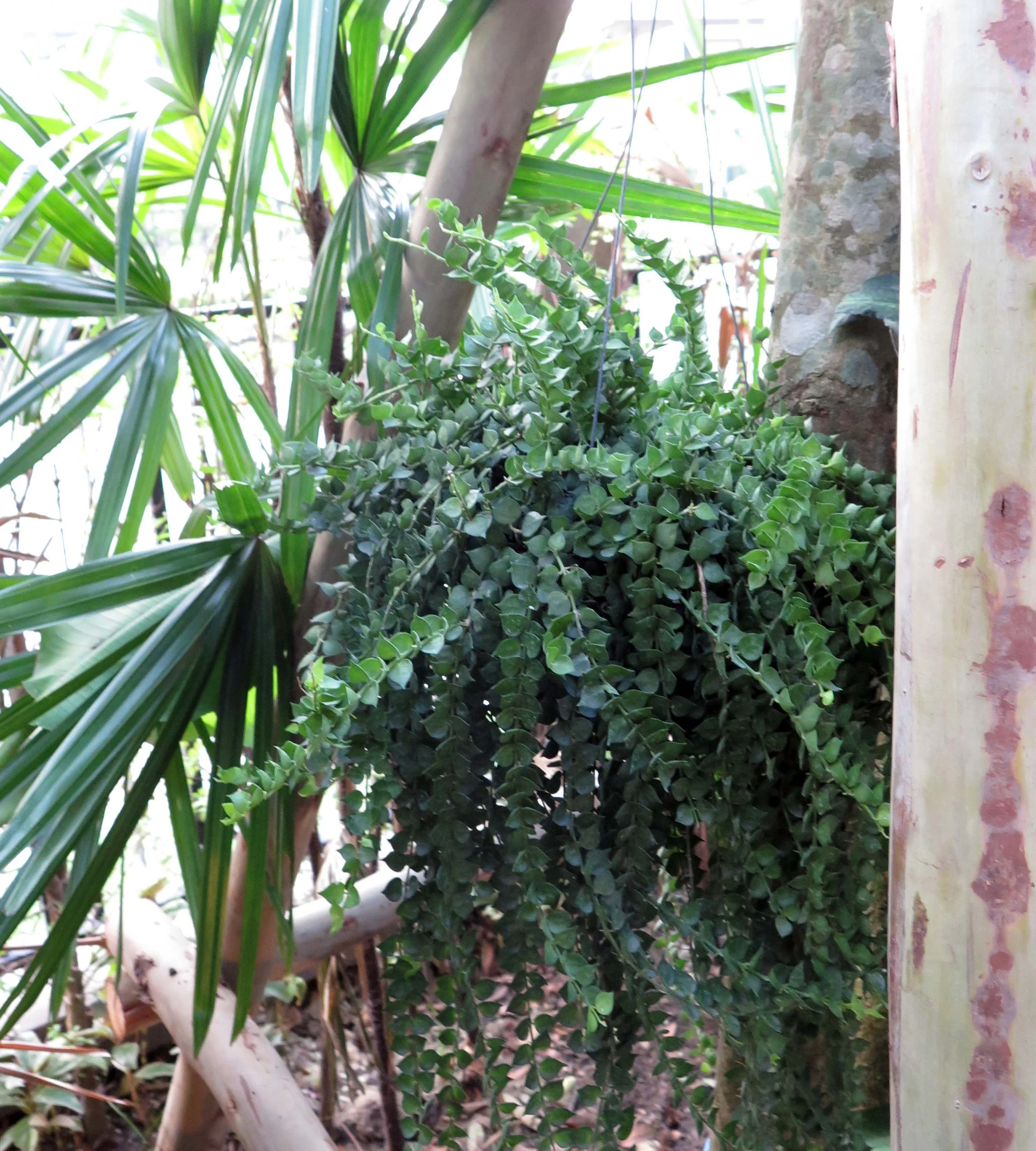 2013 Nonthaburi Setthasiri House and Nonthaburi Neighborhood (180).JPG