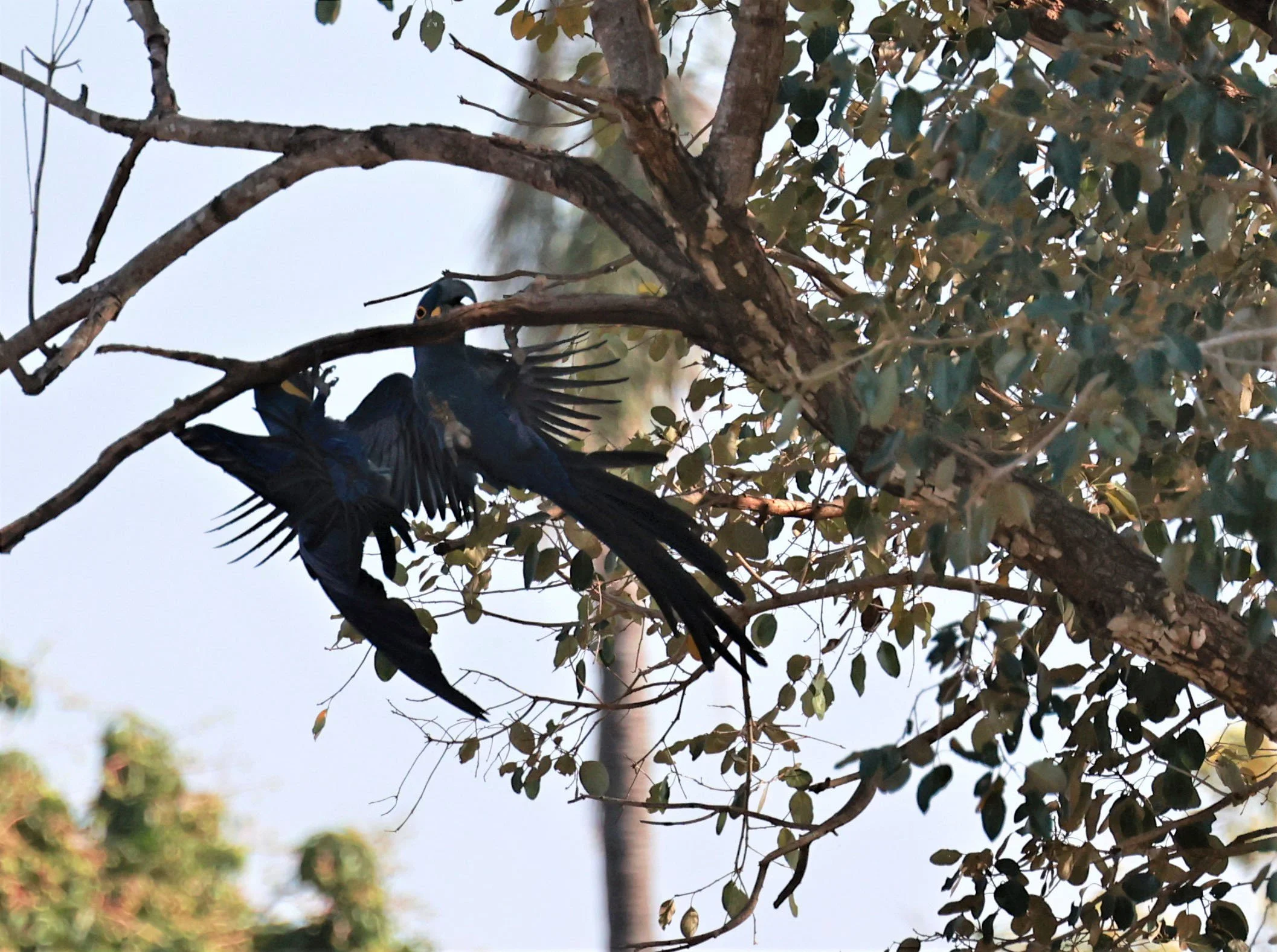 Macaw - Hyacinth Macaw - Anodorhynchus hyacinthinus - Pousada Aguape - Fazenda São José Zona Rural, Aquidauana, Mato Grosso do Sul (1).JPG