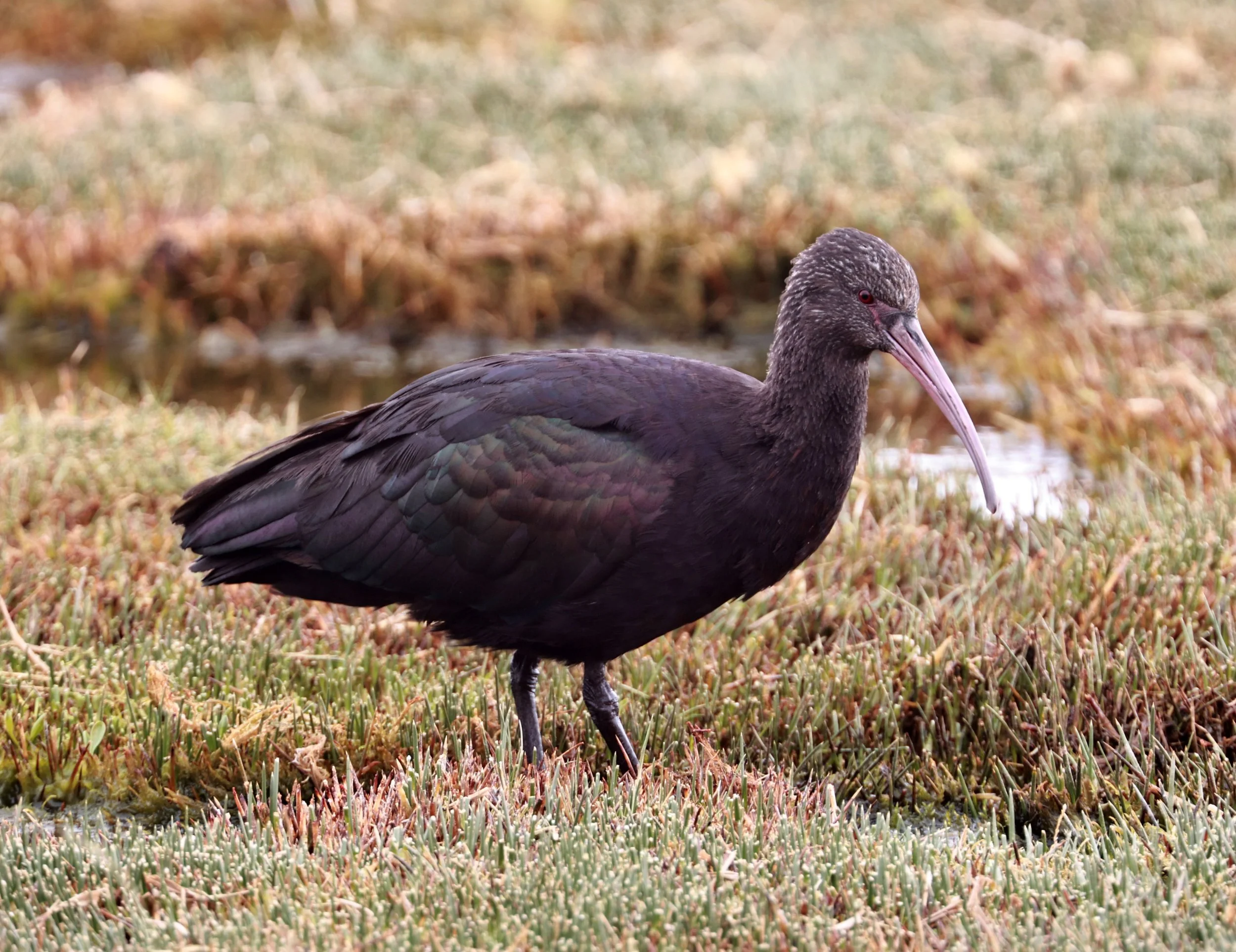 Ibis - Puna Ibis - Plegadis ridgwayi - Lauca National Park, Chile (16).jpg