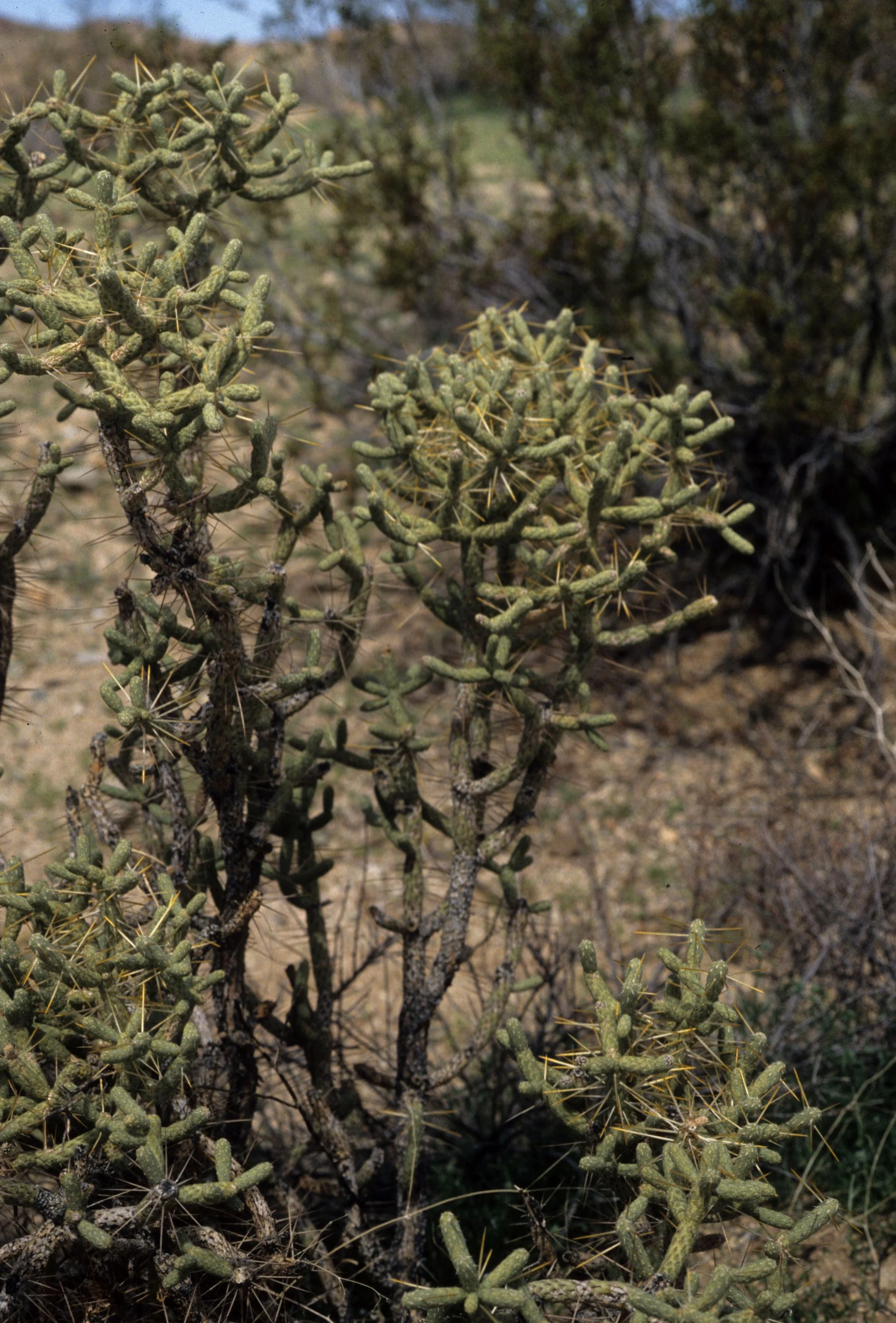 ANZA BORREGO - CACTACEAE - OPUNTIA RAMOSSIMA - DIAMOND CHOLLA A.jpg