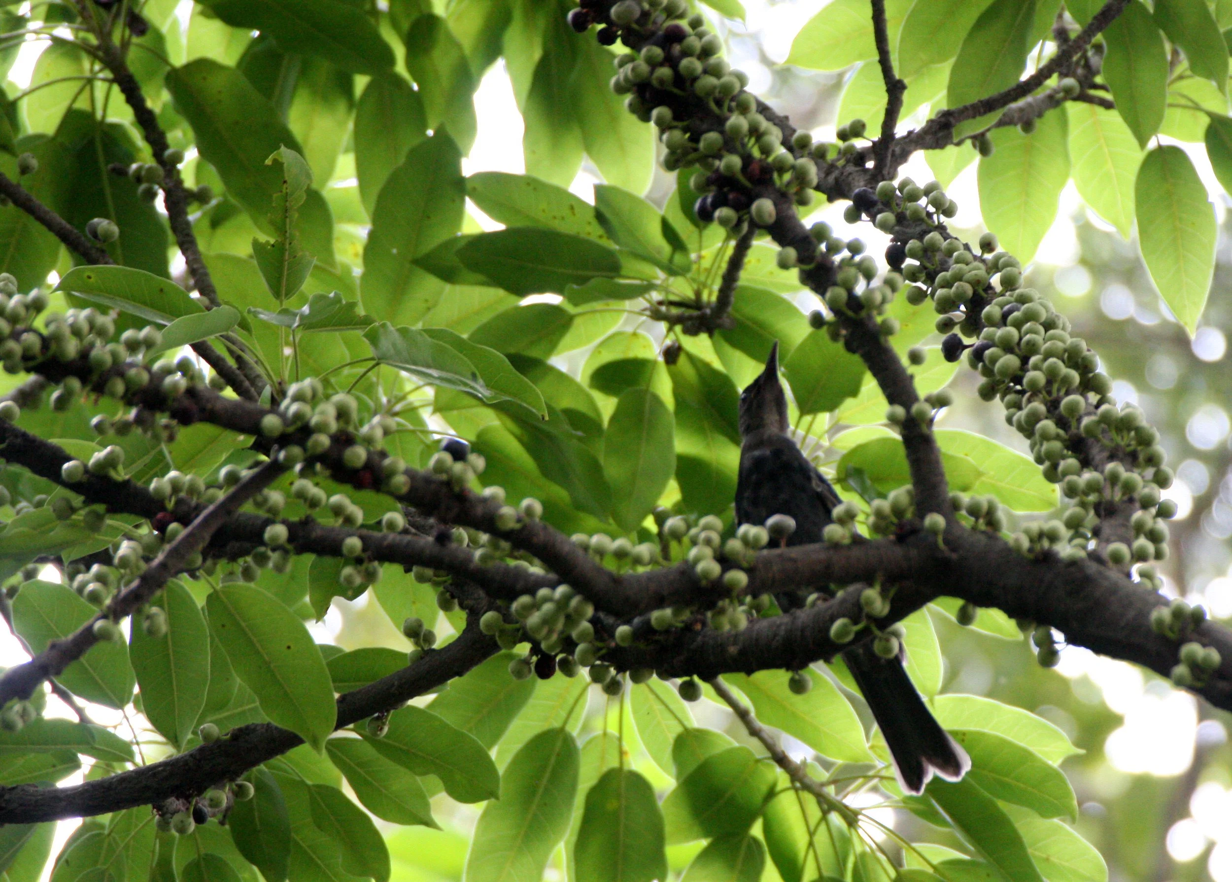 BIRD - BULBUL - SPECIES A - TAIPEI TAIWAN (2).JPG
