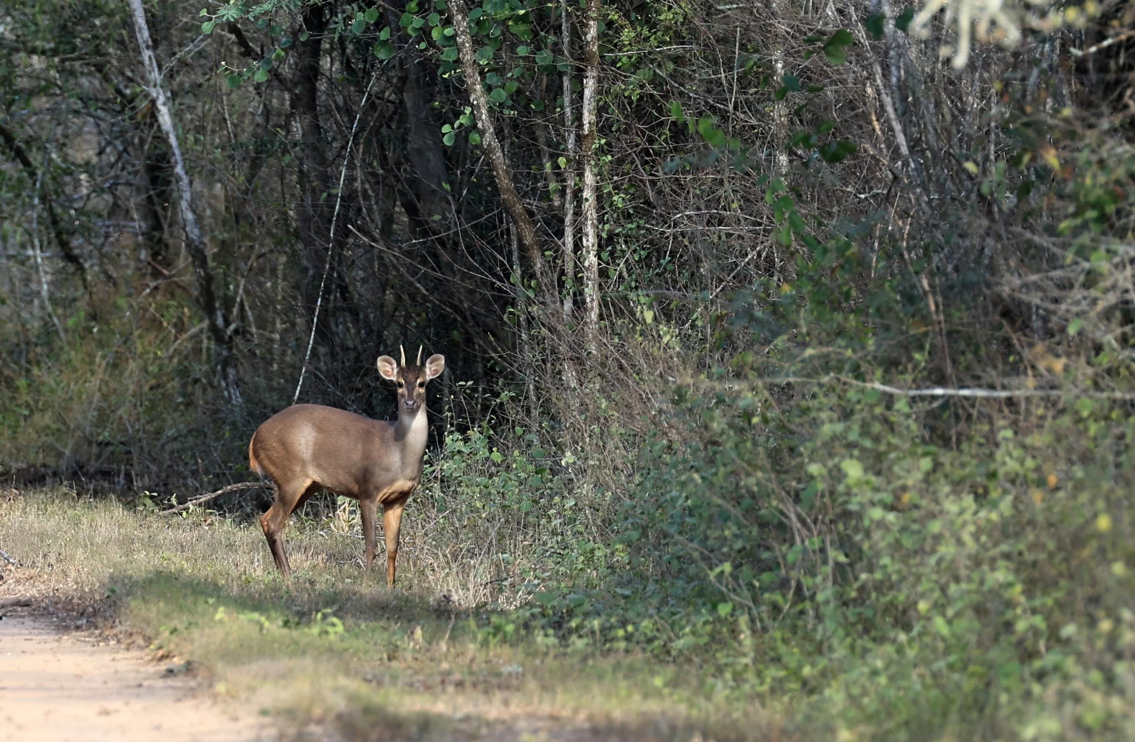 Southern Brown Brocket (Subulo gouazoubira) Selva Serena Natural Reserve (30).jpg