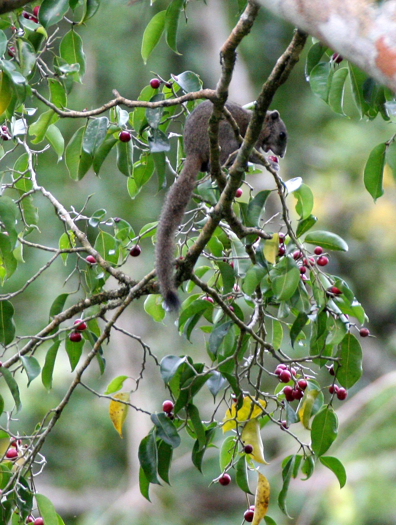 Callosciurus caniceps - GREY-BELLIED SQUIRREL - KAENG KRACHAN NP THAILAND (45).JPG
