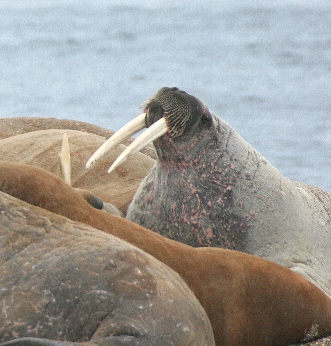 PINNIPED - WALRUS - ATLANTIC WALRUS - SVALBARD (188).jpg