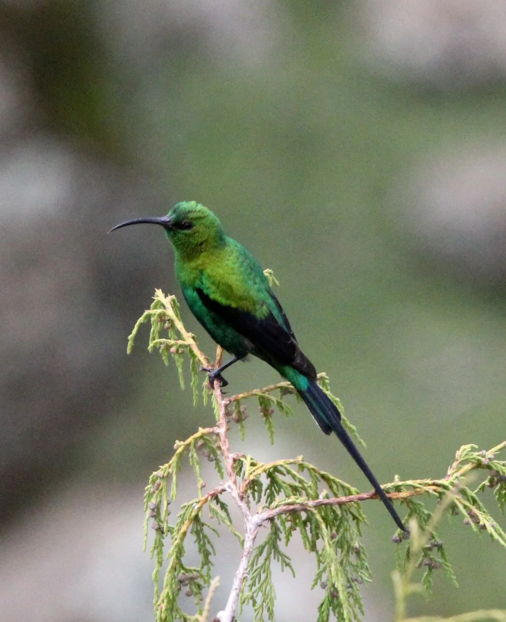 BIRD - SUNBIRD - MALACHITE SUNBIRD - BALE MOUNTAINS NATIONAL PARK ETHIOPIA (5).JPG