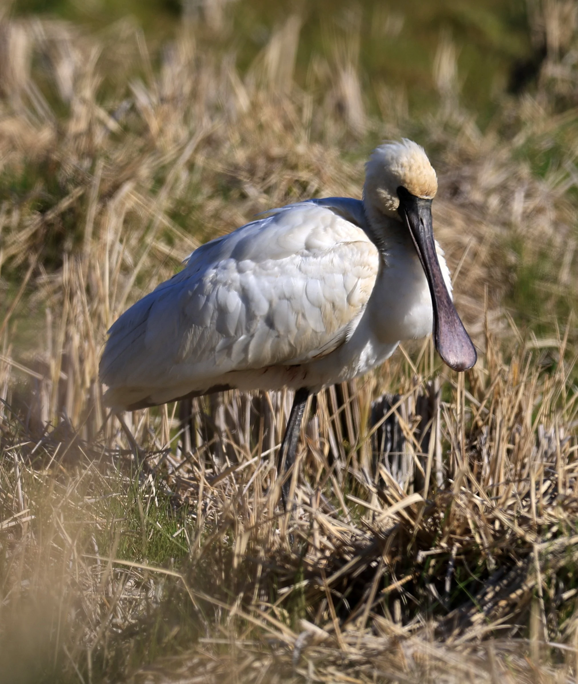 Black-faced Spoonbill (Platalea minor) Izumi Crane Center and Fields Izumi Kagoshima Japan (33).jpg