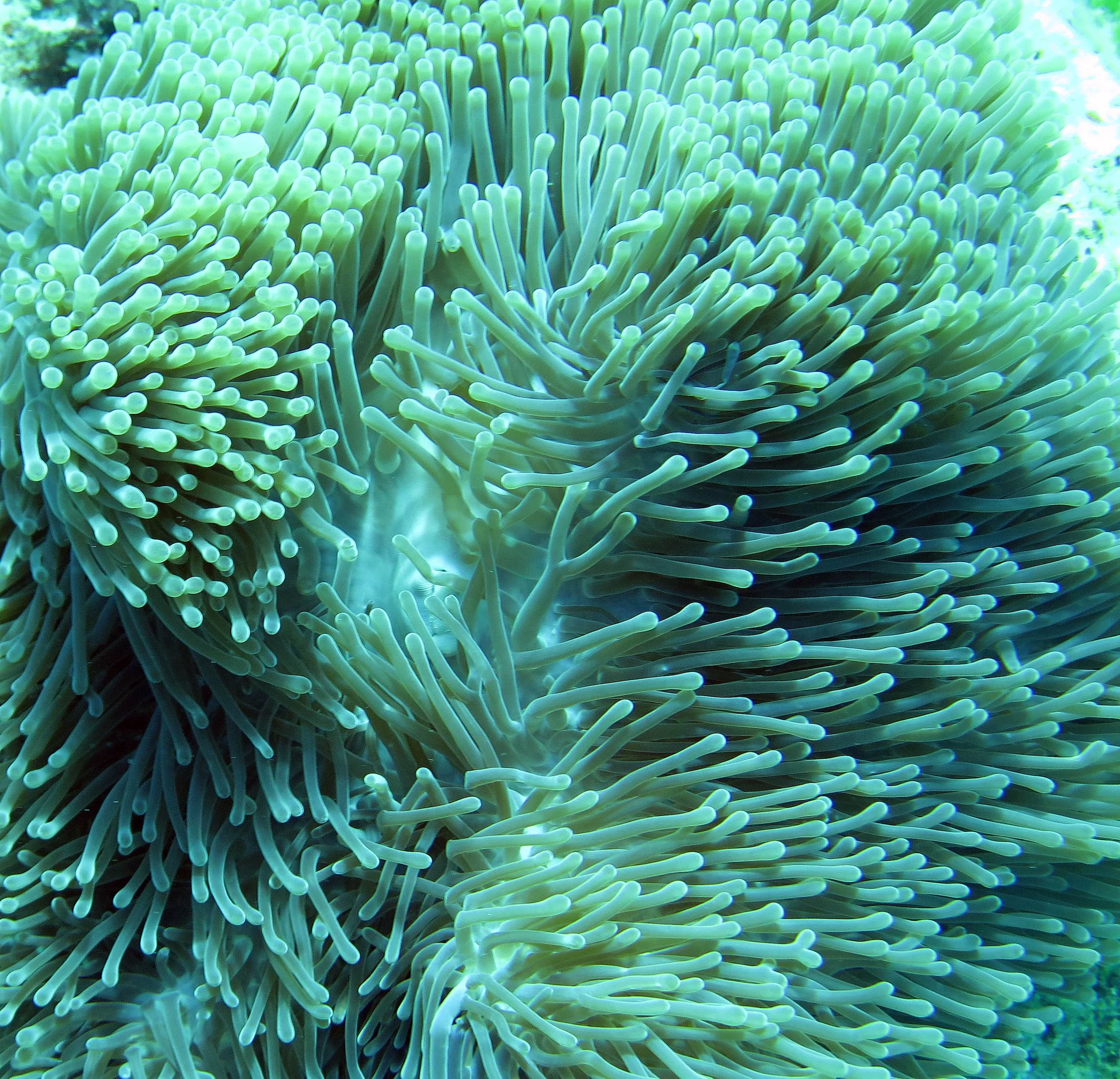 2014 Similan Islands Marine Park Thailand ISB Dive Trip (8).JPG