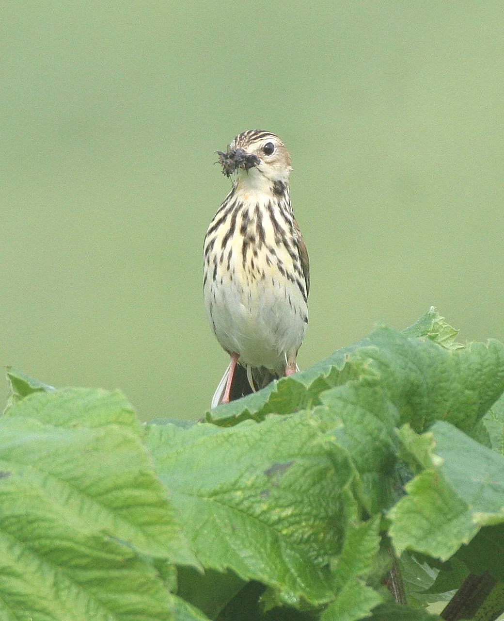 Red-throated Pipit (Anthus cervinus) COMMANDER ISLANDS Russia (6).jpg