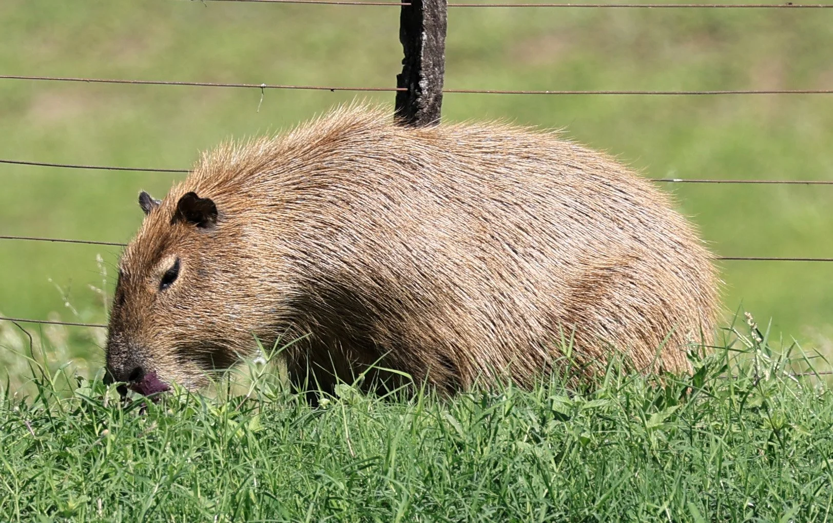 Capybara (Hydrochoerus hydrochaeris) Loma Plata Paraguay - Brunnen Strasse (26).jpg