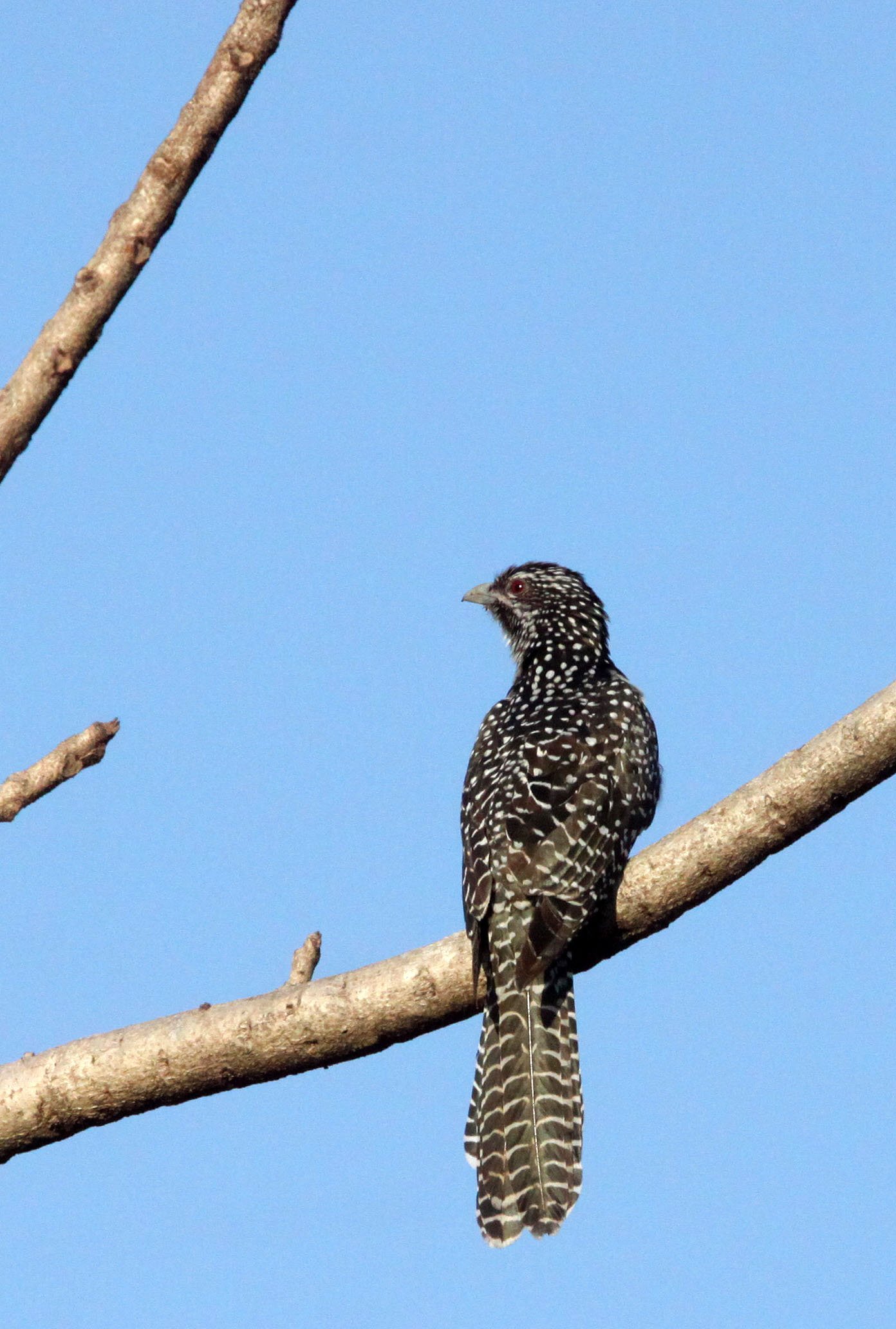 Asian Koel (Eudynamys scolopacea) Sasan Gir Forest Gujarat India (6).JPG
