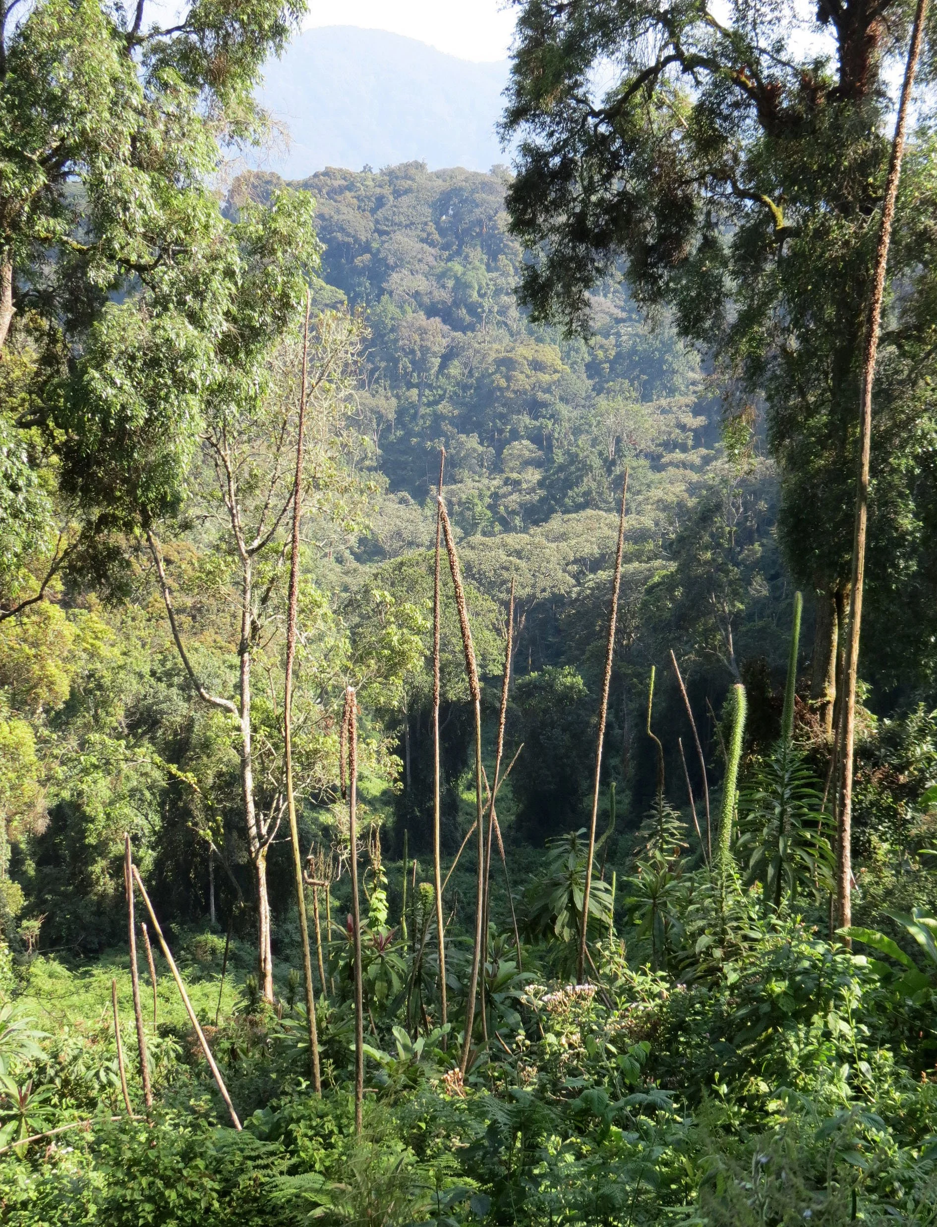 NYUNGWE NATIONAL PARK RWANDA (583).JPG