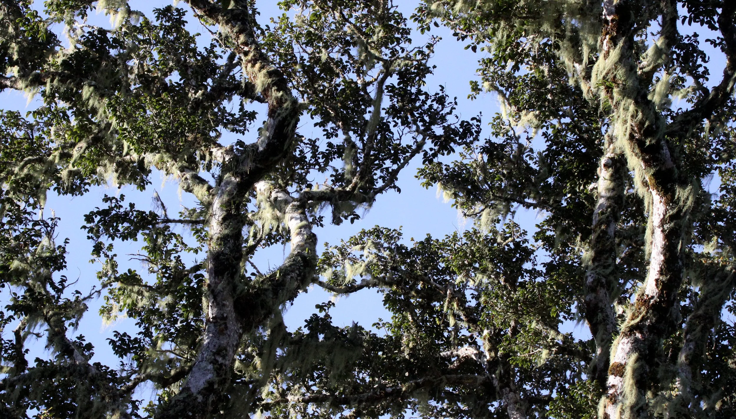 MONTAGNE D'AMBRE NATIONAL PARK MADAGASCAR - FOREST GALLERY VIEWS (3).JPG