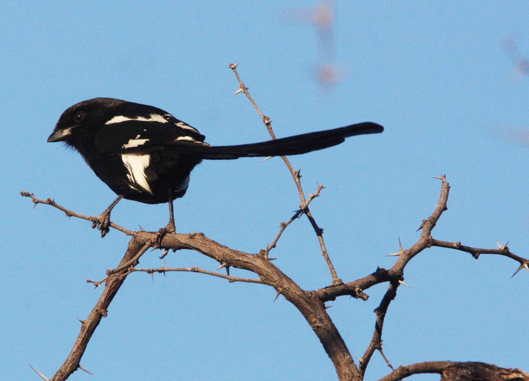 Magpie (Long-tailed) Shrike (Lanius melanoleucus) Khwai Camp Botswana (6).JPG