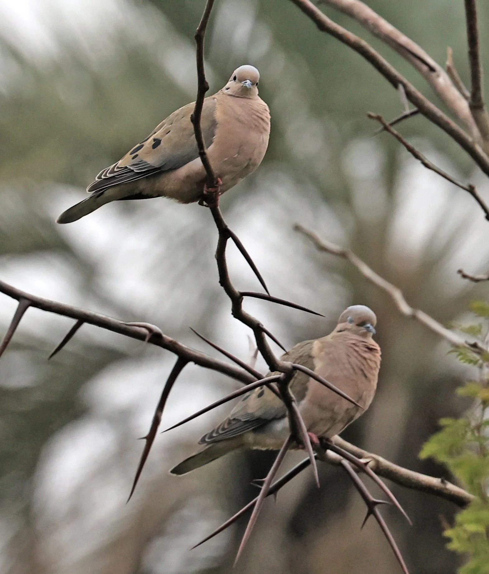 Eared Dove (Zenaida auriculata) El Palmar National Park, Entre Rios, Argentina (10).jpg