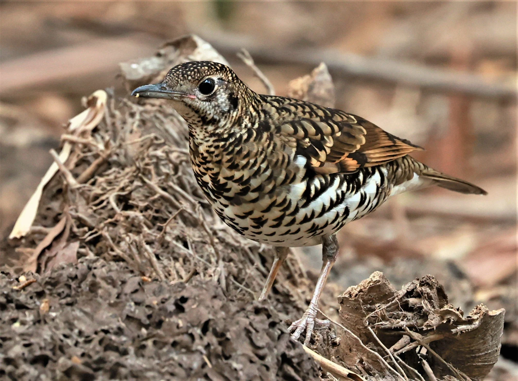 White's Thrush (Zoothera aurea) Putthamonthon Park Nakhon Pathom Thailand (175).jpg