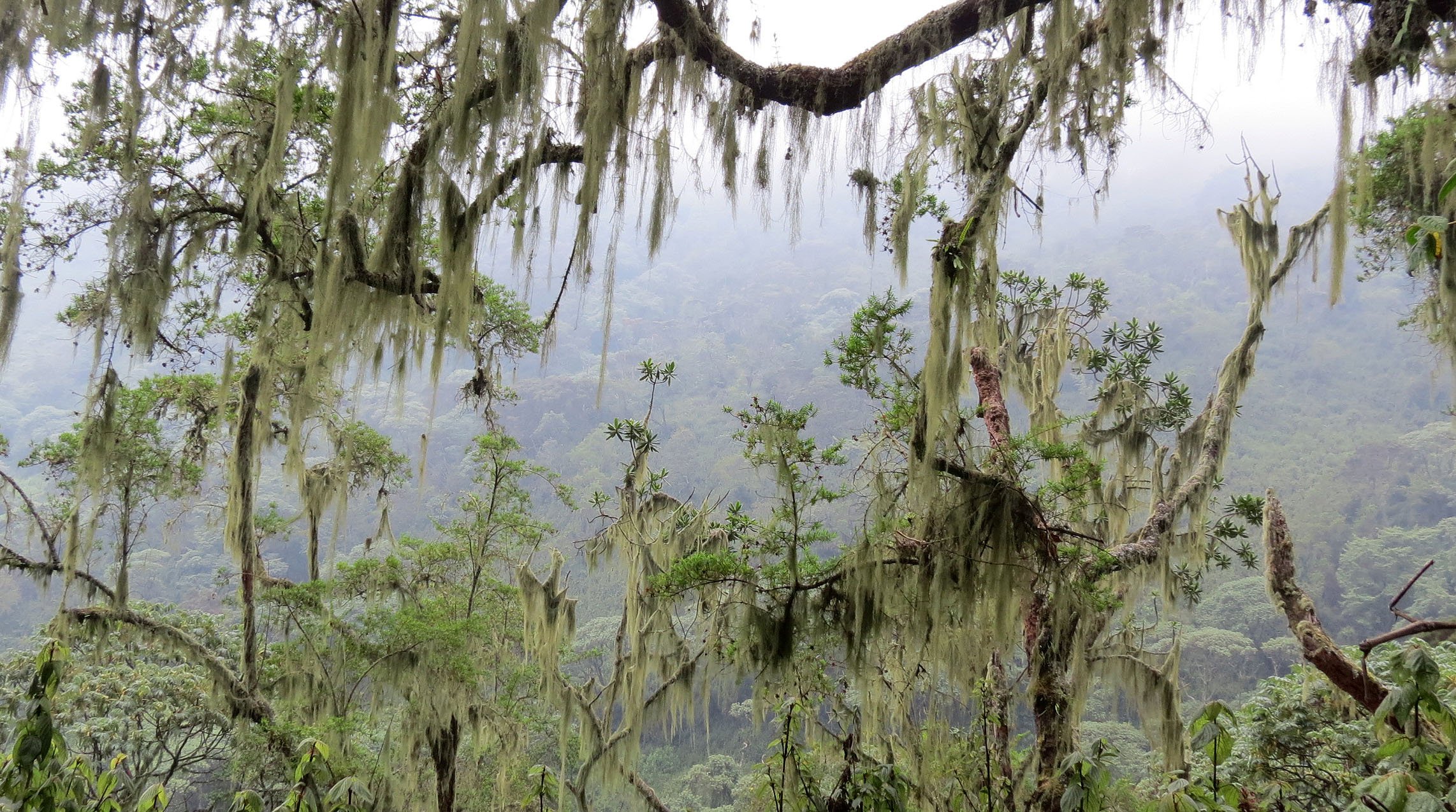 RWENZORI NATIONAL PARK UGANDA (110).JPG