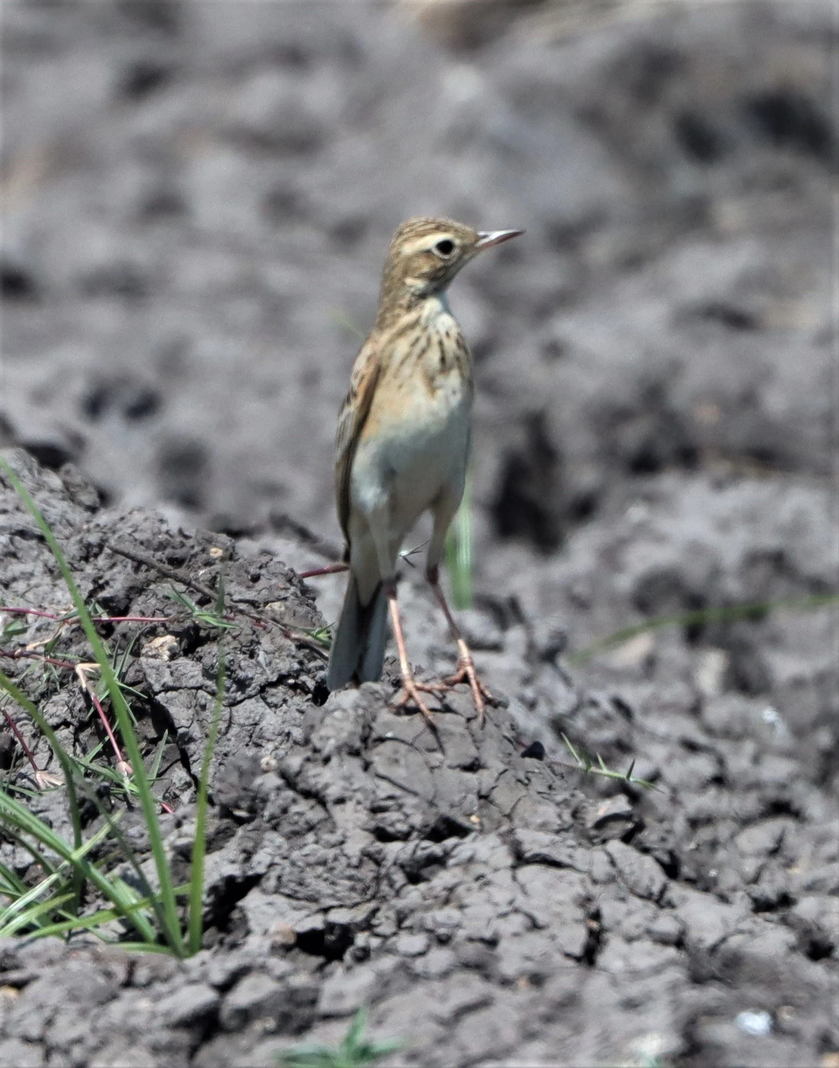 Paddyfield Pipit (Anthus rufulus) LUMTAKONG LAKE PAK CHONG (2).jpg