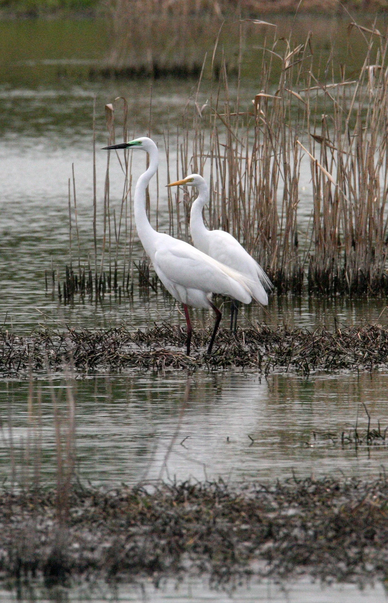 EGRET - EASTERN GREAT EGRET - Ardea (alba) modesta - MAI PO WETLANDS HONG KONG (62).JPG