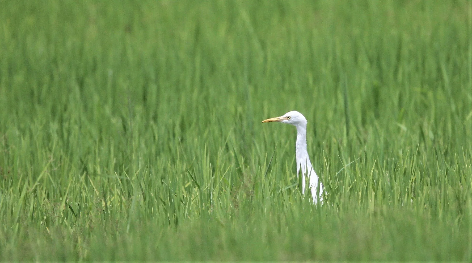 EGRET - INTERMEDIATE EGRET - EGRET - Mesophoyx intermedia - Kanchanaburi (1).jpg