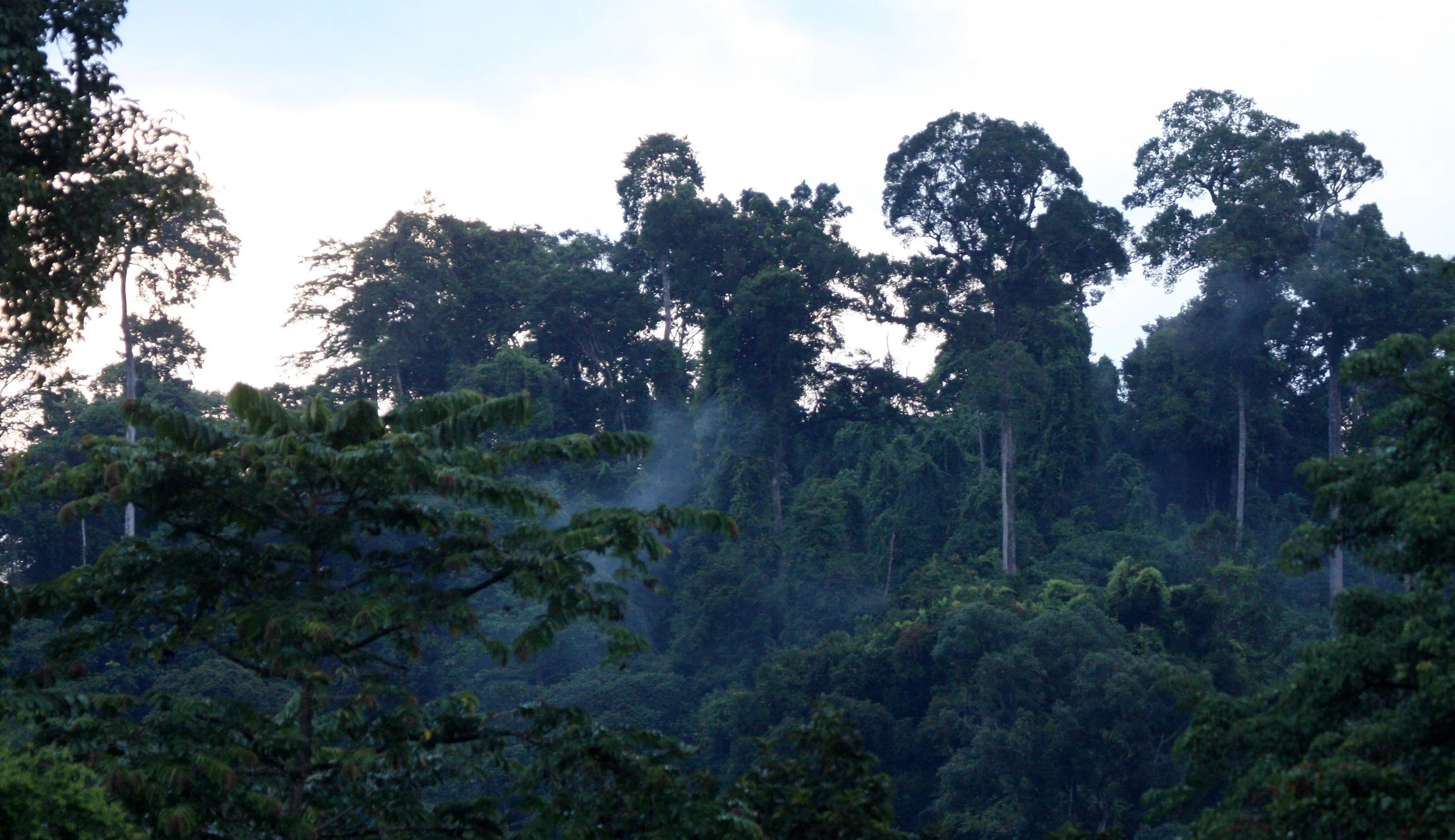 KRUNG CHIN NP THAILAND - FOREST SCENES (3).JPG