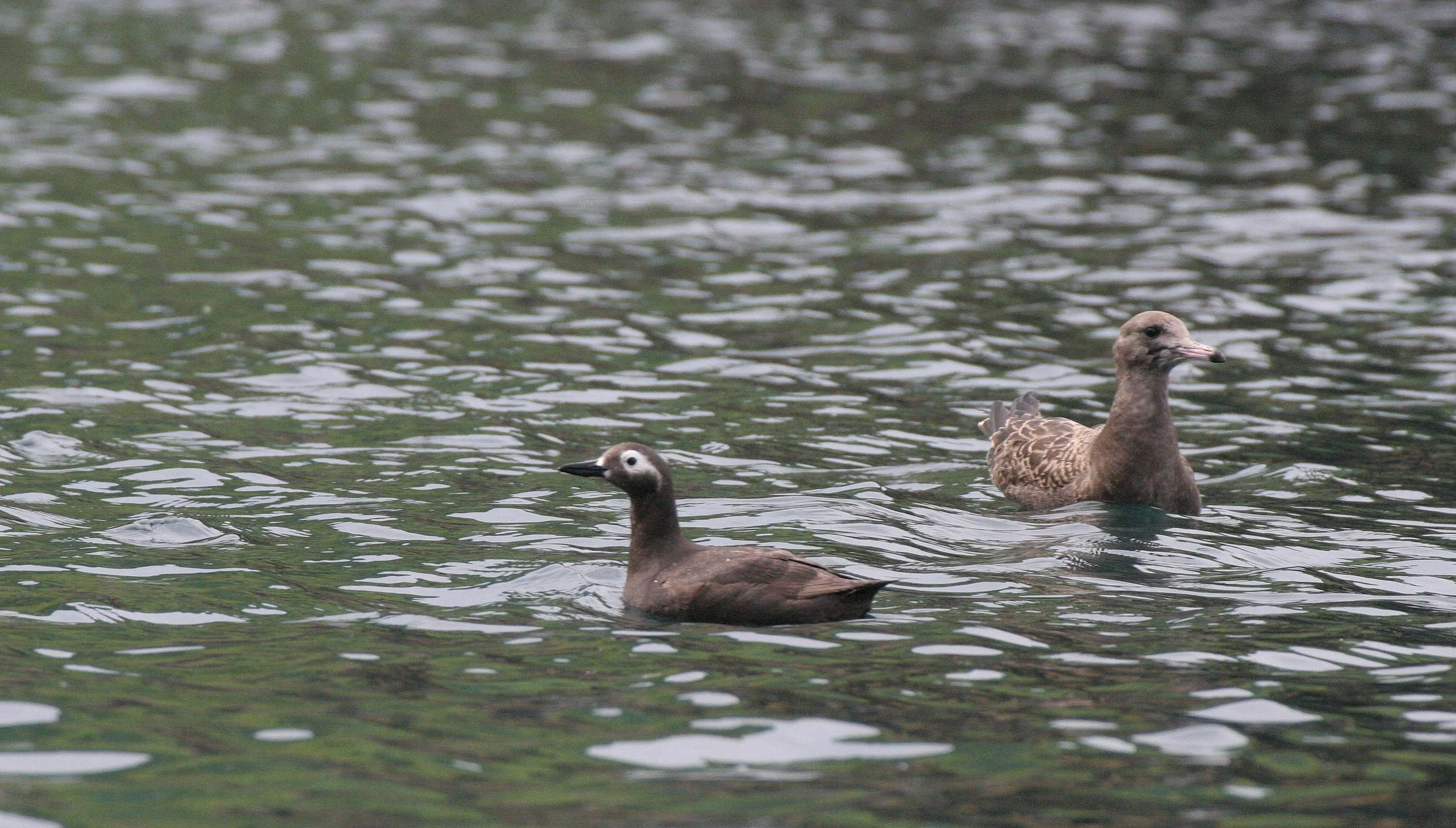 Cepphus carbo - SPECTACLED GUILLEMOT - MONERON ISLAND RUSSIA (17).jpg