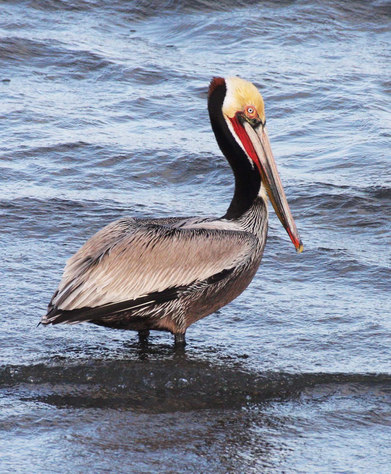 Pelecanus occidentalis - BROWN PELICAN - SAN IGNACIO LAGOON BAJA MEXICO (63).JPG