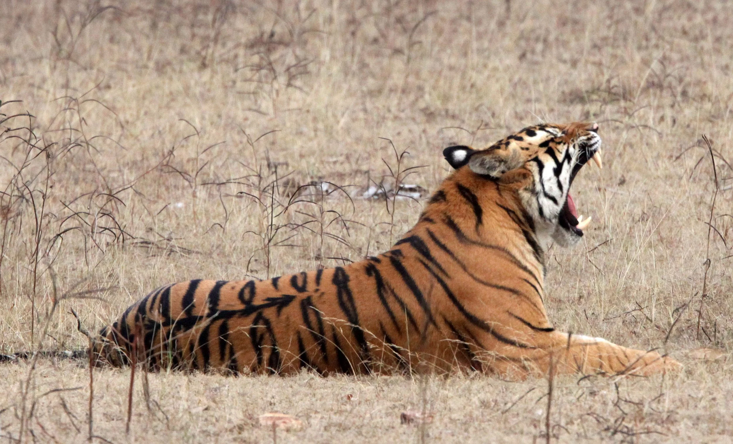 Panthera tigris tigris - BENGAL TIGER - BANDHAVGAR NATIONAL PARK MADHYA PRADESH INDIA (225).JPG