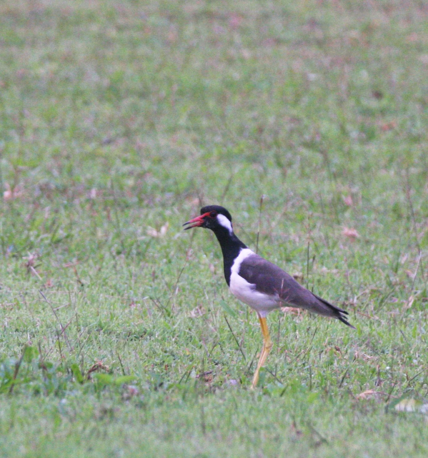 LAPWING - RED-WATTLED LAPWING - Vanellus indicus - KHAO YAI NATIONAL PARK THAILAND (9).JPG