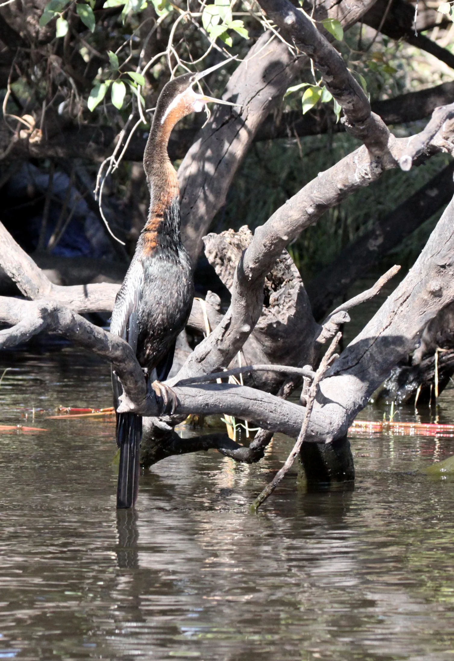BIRD - DARTER - AFRICAN DARTER - ANHINGA RUFA - CHOBE NATIONAL PARK BOTSWANA (20).JPG