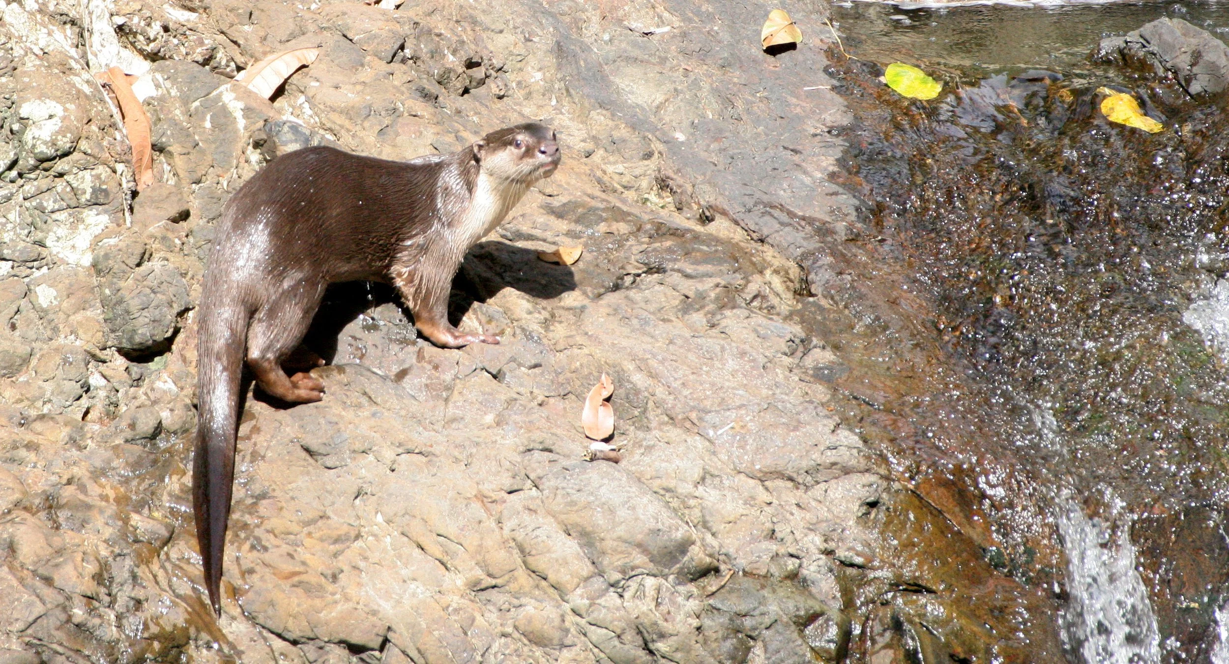 Lutrogale perspicillata - BORNEAN SMOOTH-COATED OTTER - TABIN WILDLIFE RESERVE BORNEO (41).JPG