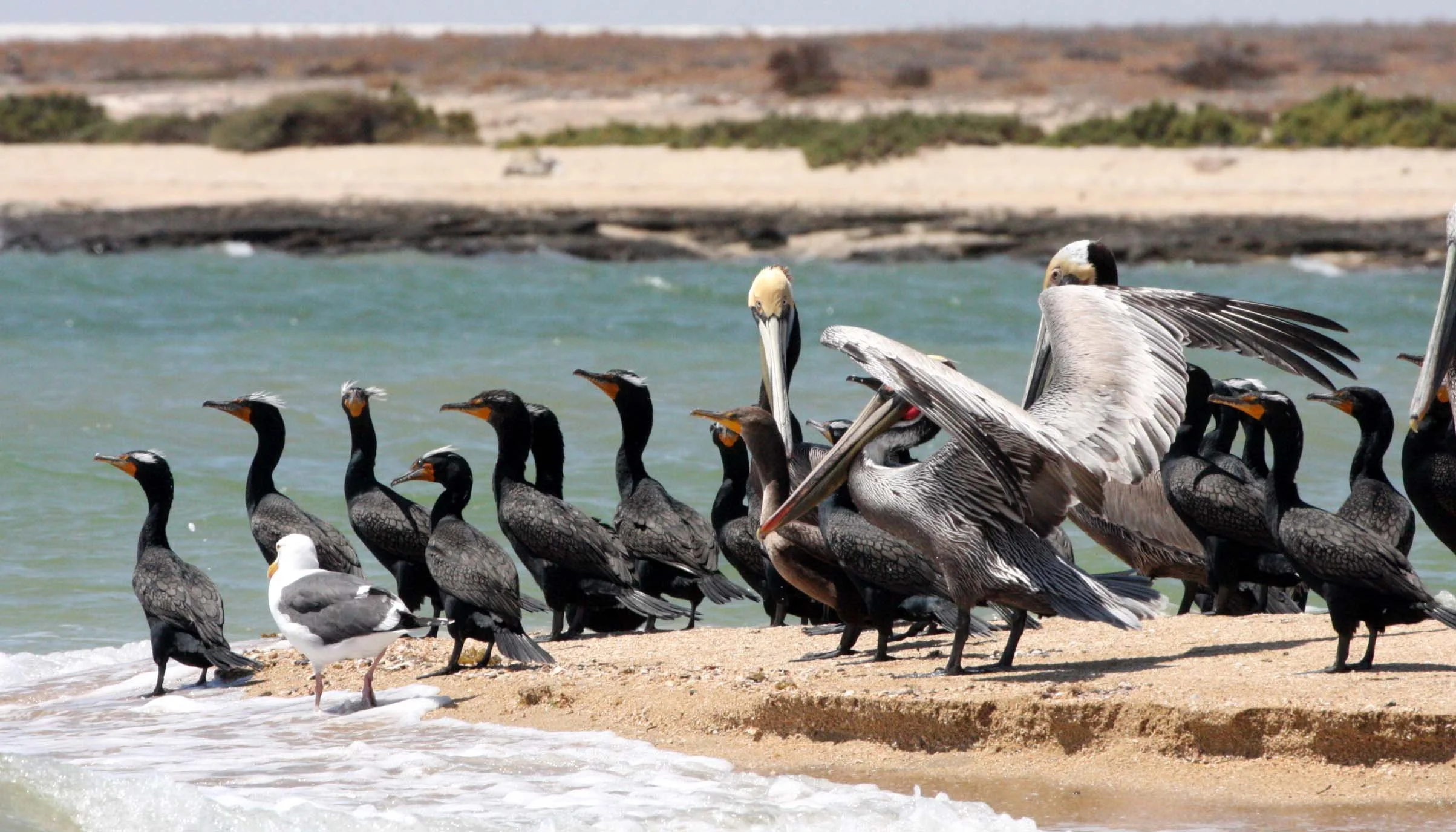 Nannopterum auritum - Double-crested Cormorant with Brown Pelican - San Ignacio Lagoon, Baja Mexico (39).JPG